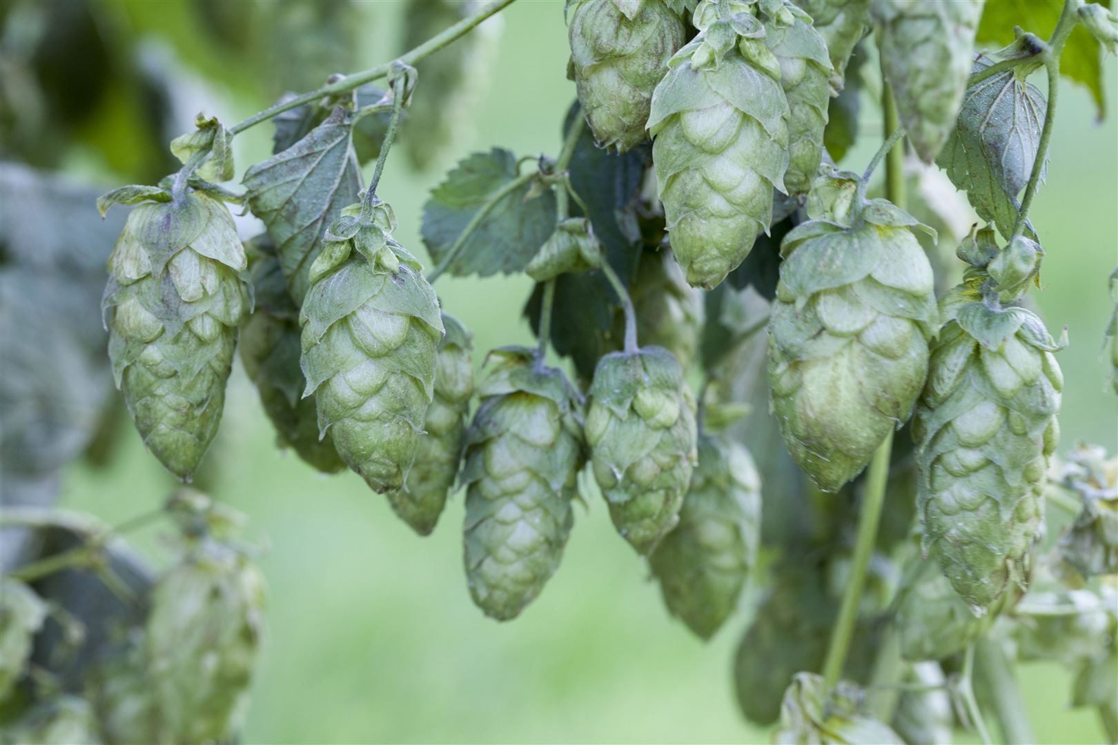 Pflanzen für Dich Kletterpflanze Humulus lup. Hersbrucker, 1 St., Hersbrucker Hopfen, Hopfen, aromatisch, kletterpflanze
