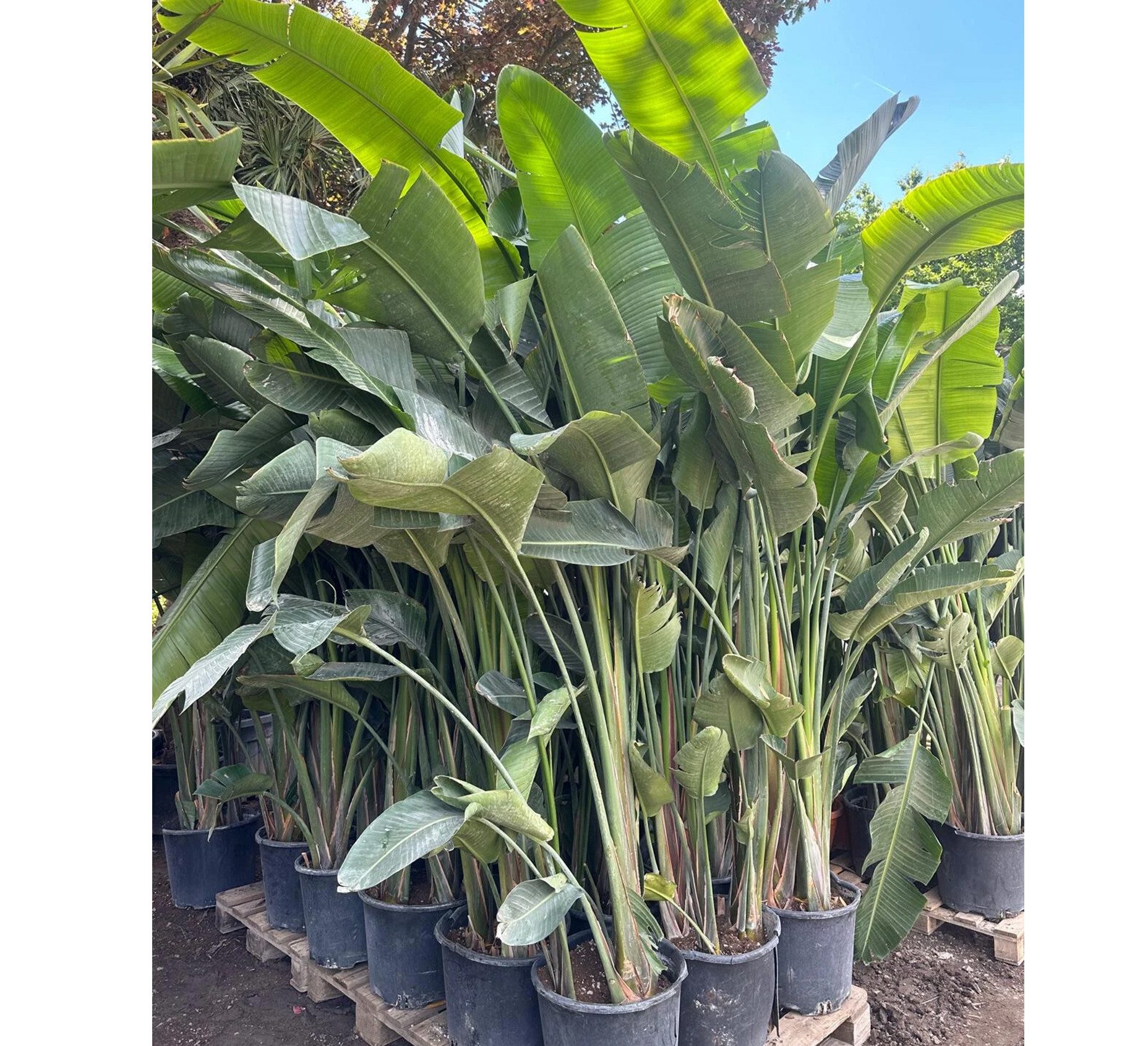 Palms-Store Kübelpflanzen Strelitzia Augusta Nicolai Baumstrelitzie Paradiesvogelblume 300 cm, Große, bananenähnliche Blätter mit architektonischer Wirkung