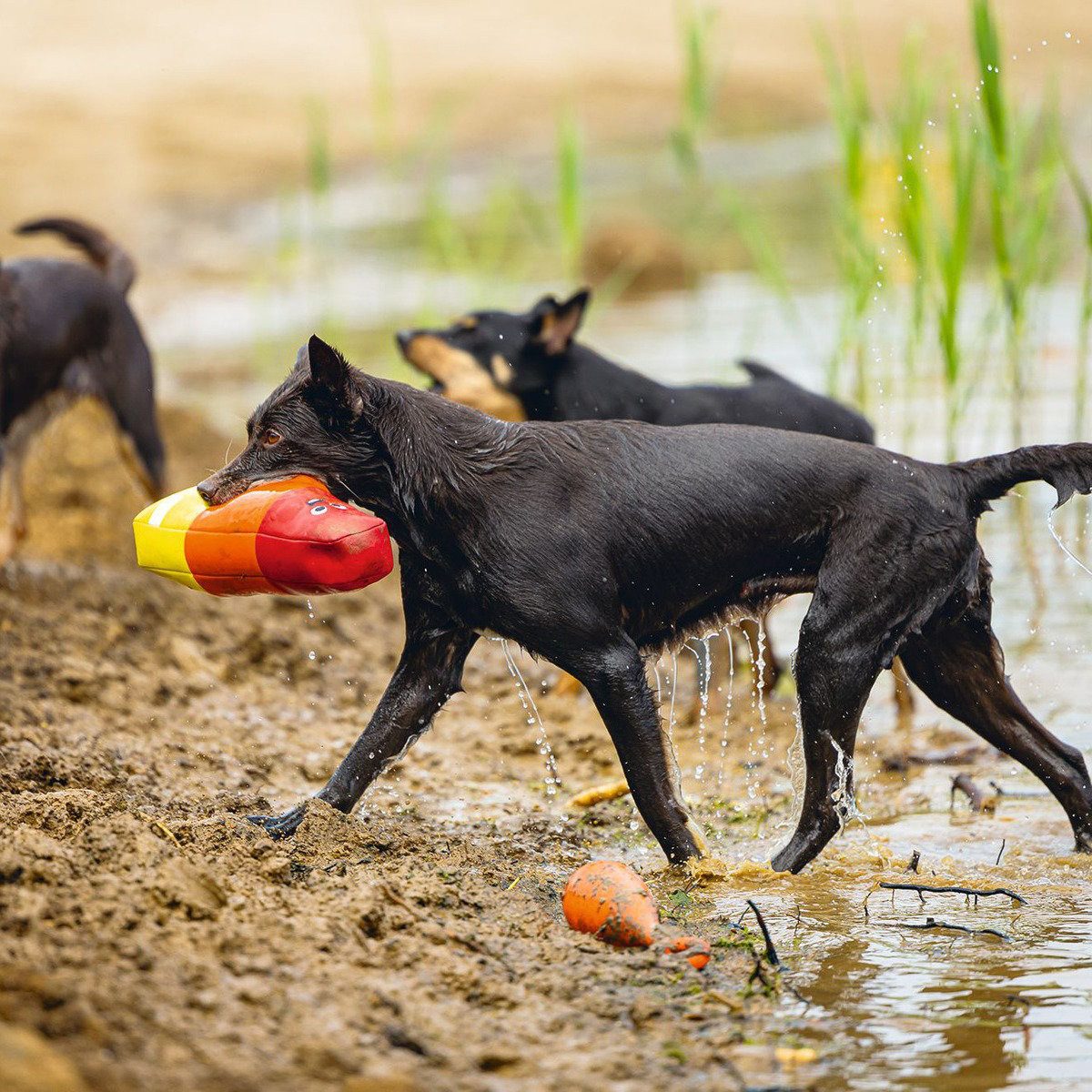 Beeztees Wasserspielzeug Hundespielzeug Wassereis Neopren