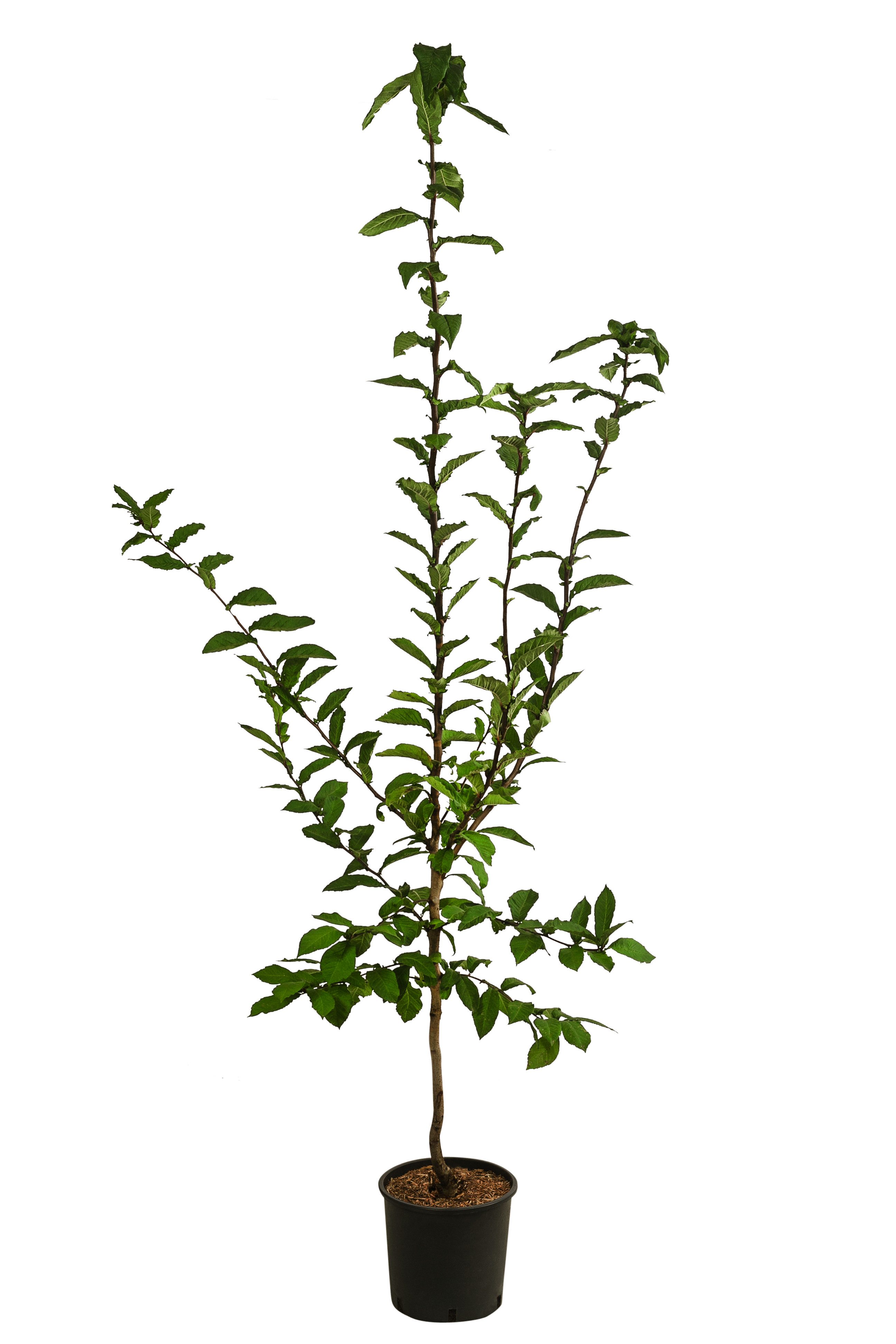 Dehner Obstpflanze Mispel, süsse weiche Früchte, ca. 150-200 cm – Bild 2 von 3