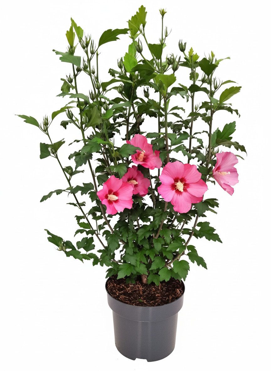 Pflanzen für Dich Gehölze Hibiscus syriacus Woodbridge, 1 St., Garten-Eibisch, Straucheibisch, Hibiskus