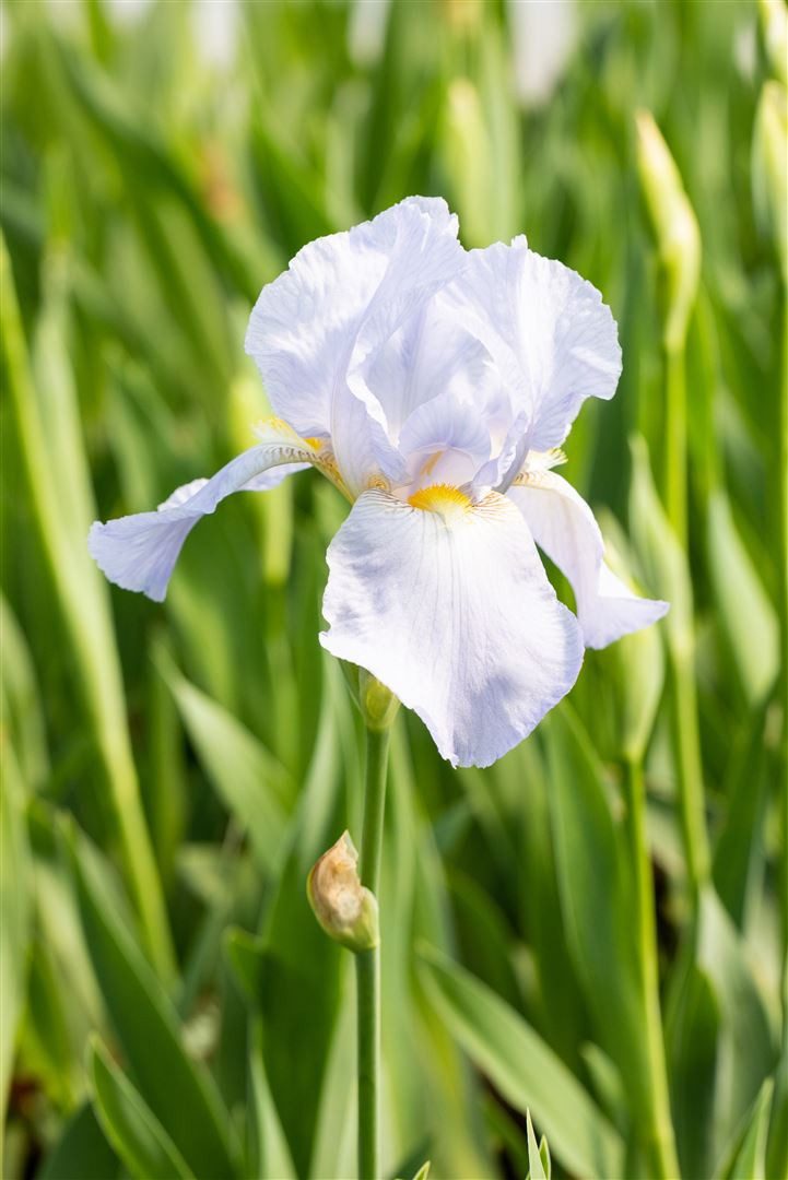 Pflanzen für Dich Staude Iris x barb.-elatior 'Blue Sapphire', 1 St., Bart-Iris, Schwertlilie – Bild 3 von 3