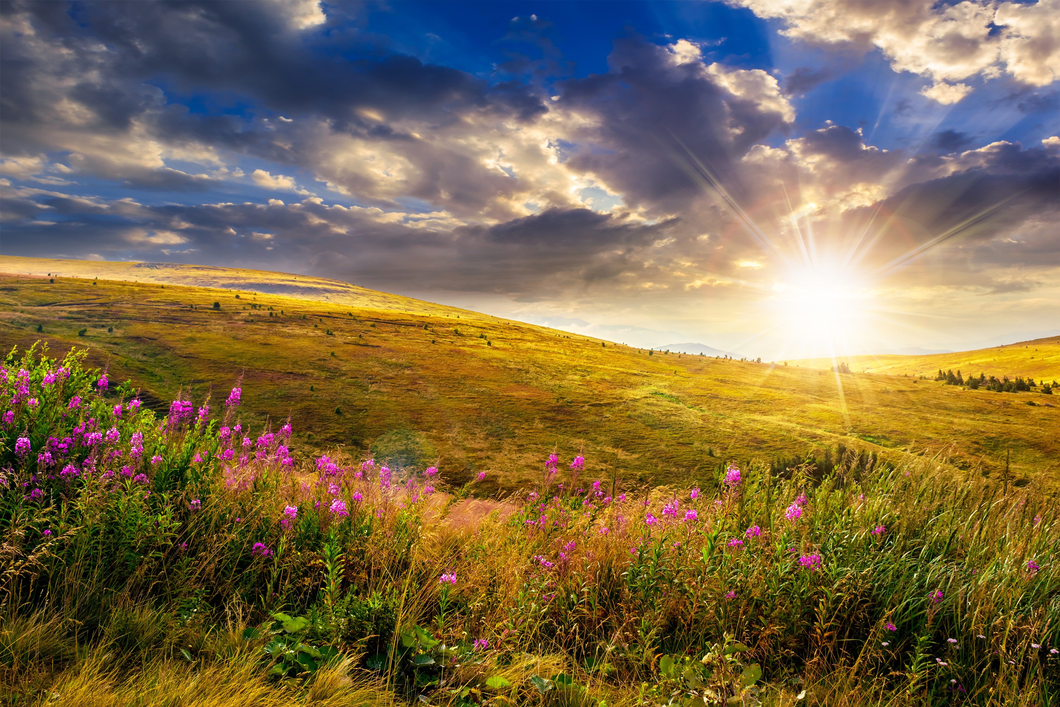 Fototapete VLIES-Tapete Premium "Wilder Blumen-Bergsonnenuntergang"