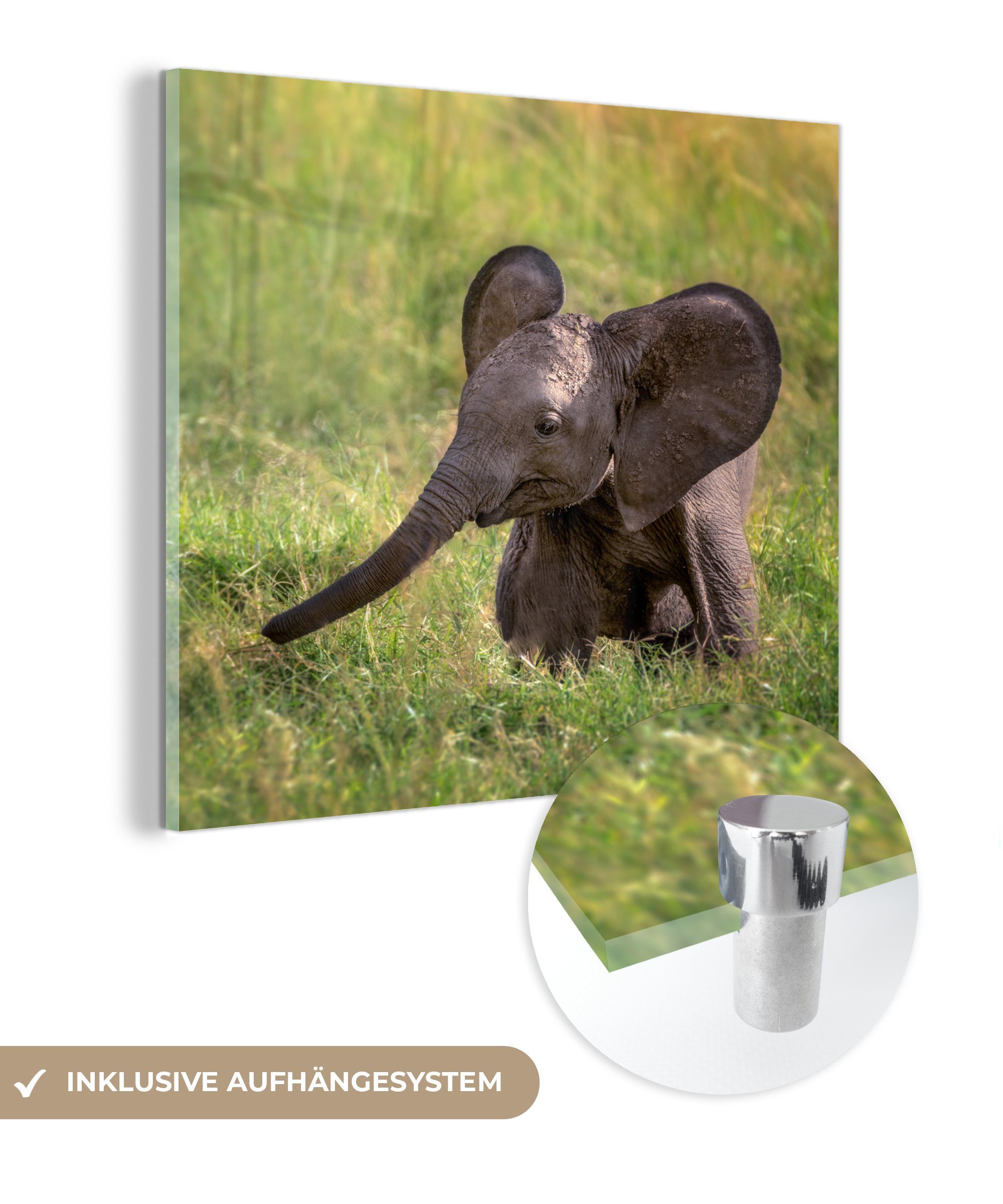 MuchoWow Acrylglasbild Elefant - Baby - Kalb, (1 St), Glasbilder - Bilder auf Glas Wandbild - Foto auf Glas - Wanddekoration