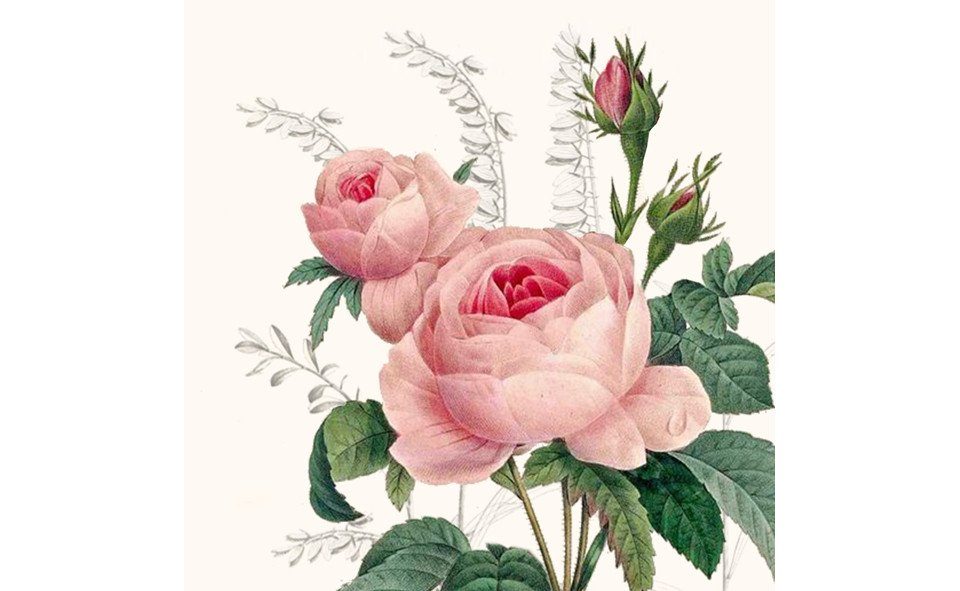 Rose Company Atelier Wonderful Braun Braun+Company Hochzeitskarte 33 & Motiv Servietten