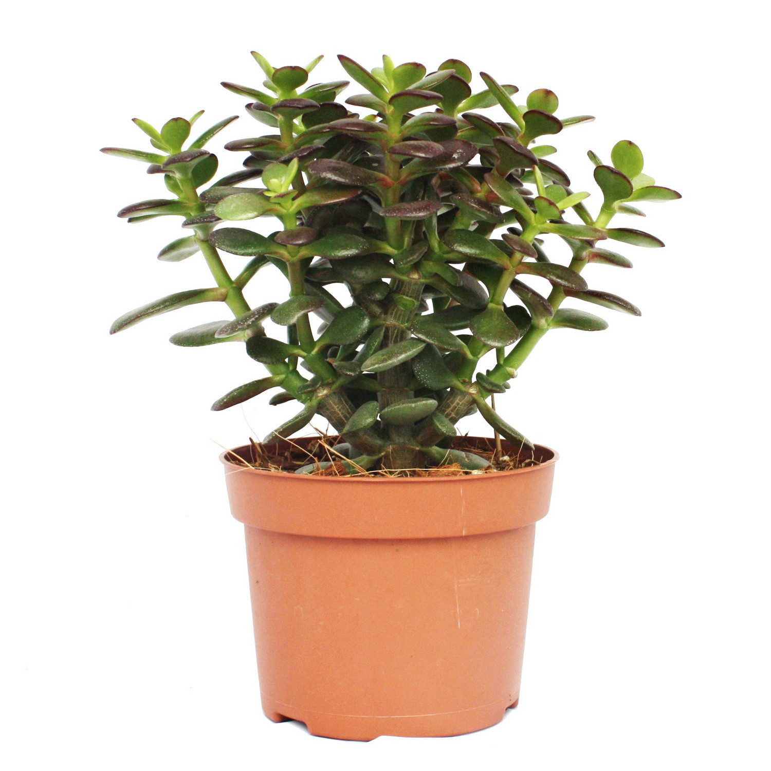 Exotenherz Kaktus Crassula portulacea minor - Pfennigbaum - große Pflanze im 12cm