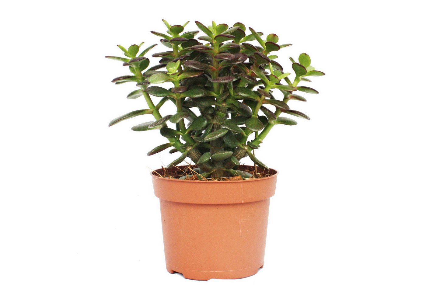 Thumbnail - Exotenherz Kaktus Crassula portulacea minor - Pfennigbaum - große Pflanze im 12cm