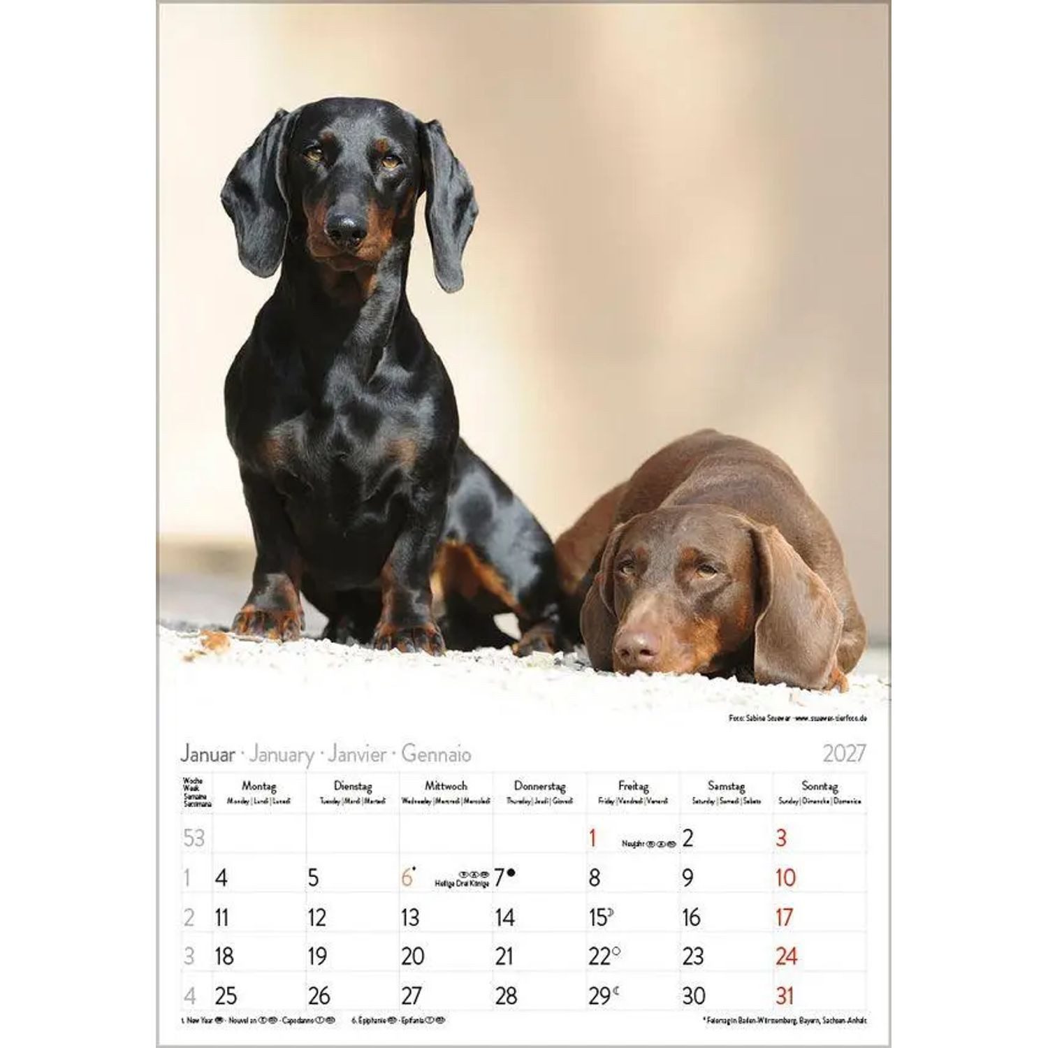 Korsch Verlag Wandkalender Dackel 2027 – Bild 2 von 5
