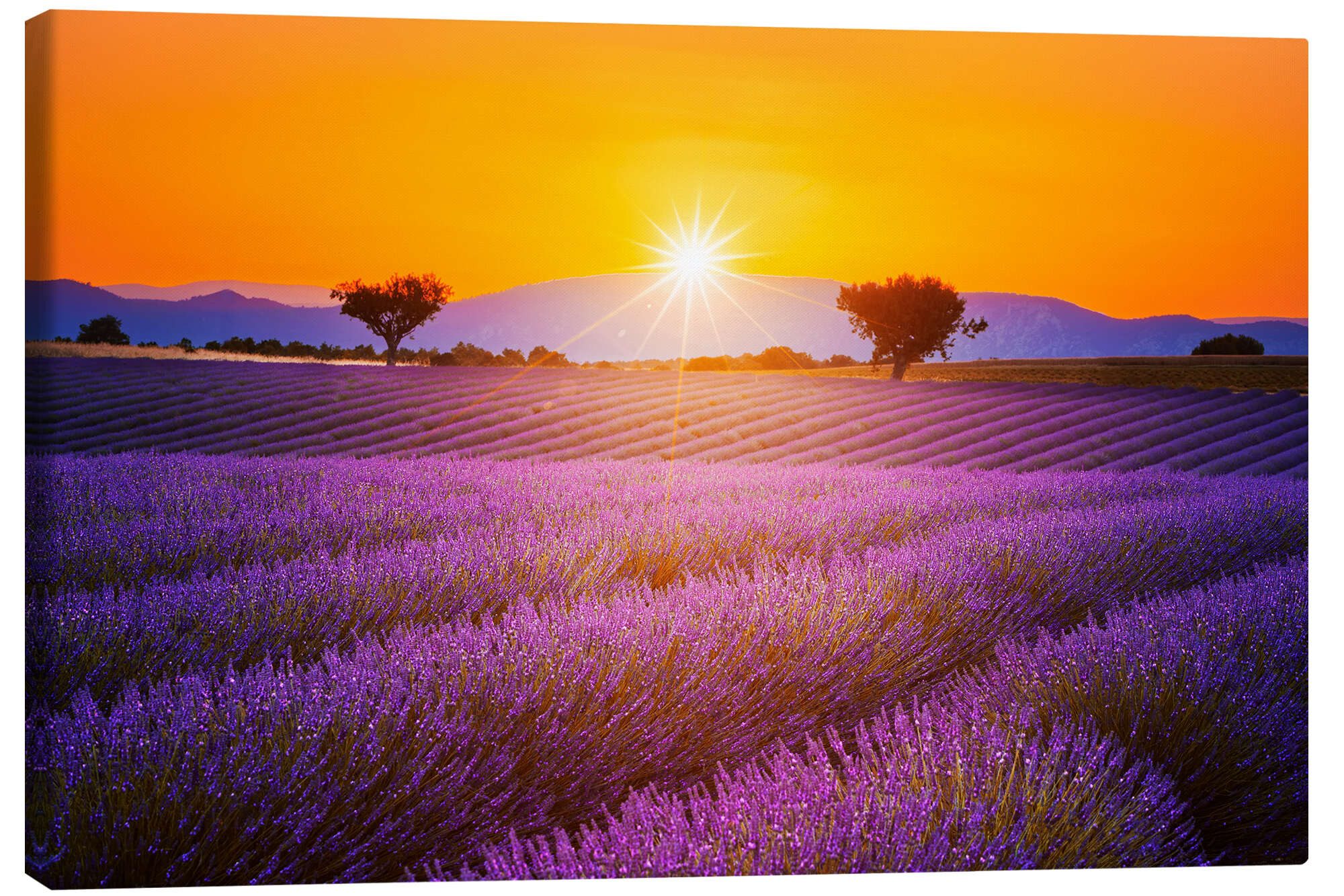 Posterlounge Wandbild Sonne über dem Lavendel, Editors Choice, erhältlich als Poster, Leinwandbild, Wandsticker oder Acrylglasbild