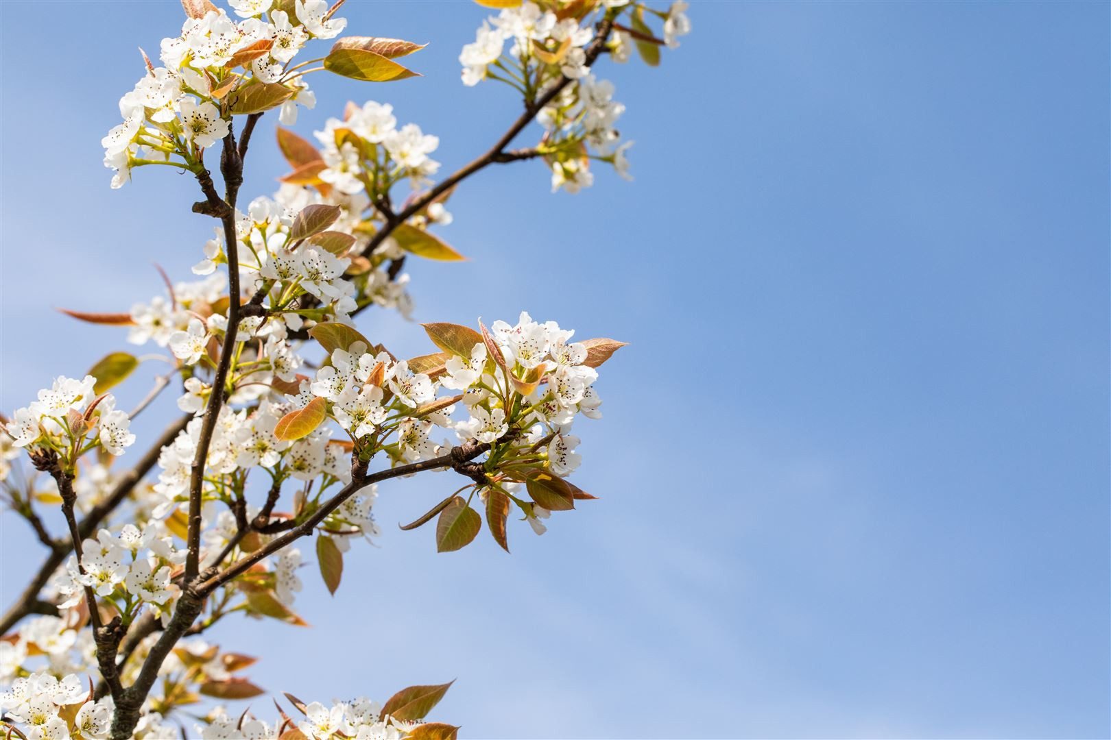 Pflanzen für Dich Obstpflanze Pyrus pyrifolia Kumoi, 1 St., Nashi-Birne, Asiatische Birne, Japanische Birne, süßfruchtig, gelblich-braun