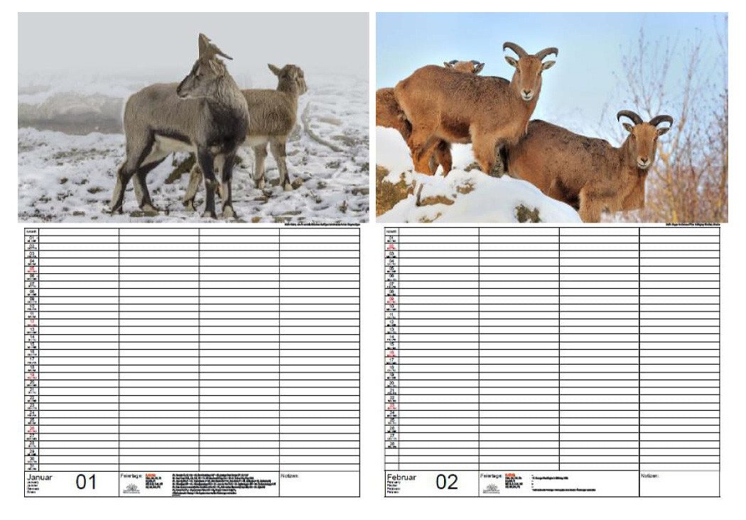 Thumbnail - Seelenzauber Familienkalender Ziegenzauber Familien Planer Kalender für 2025 DIN A3 Ziegen Zicklein