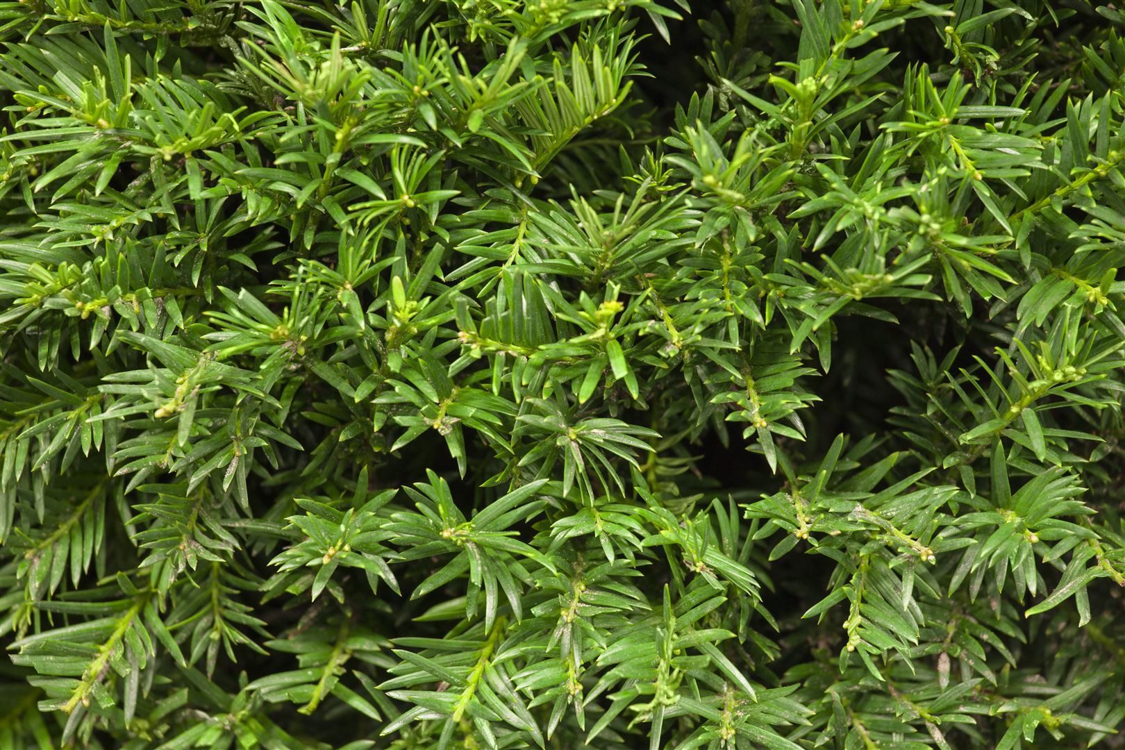 Pflanzen für Dich Konifere Taxus baccata 'Osterberg', 1 St., Eibe, Europäische Eibe, dunkelgrün, schnittverträglich