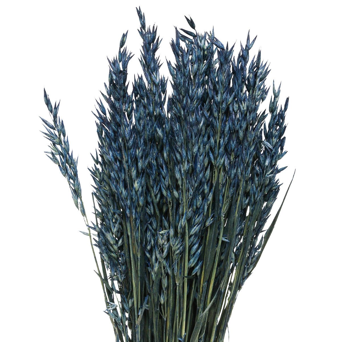 Trockenblume Blauer Deko-Hafer Trockenblumen Getreide 68cm, Florists Products, Höhe 1 cm