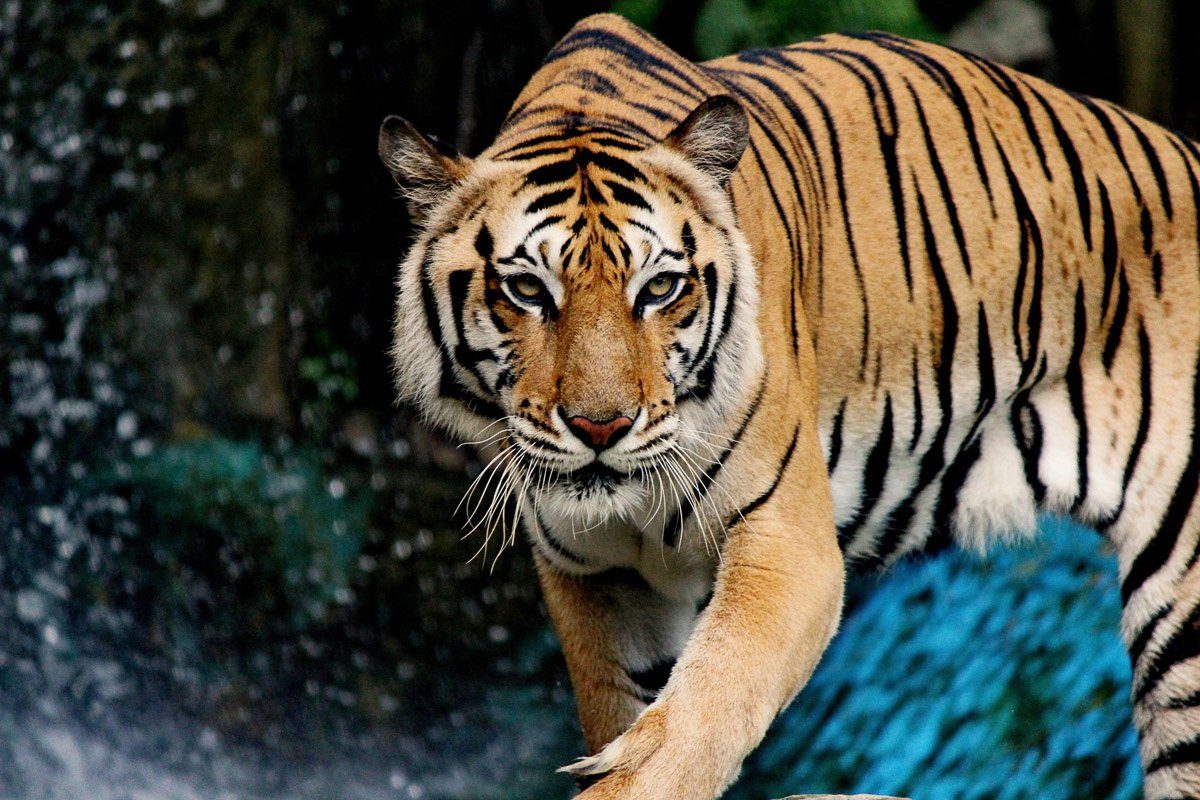 Fototapete INDISCHER KÖNIGS-TIGER