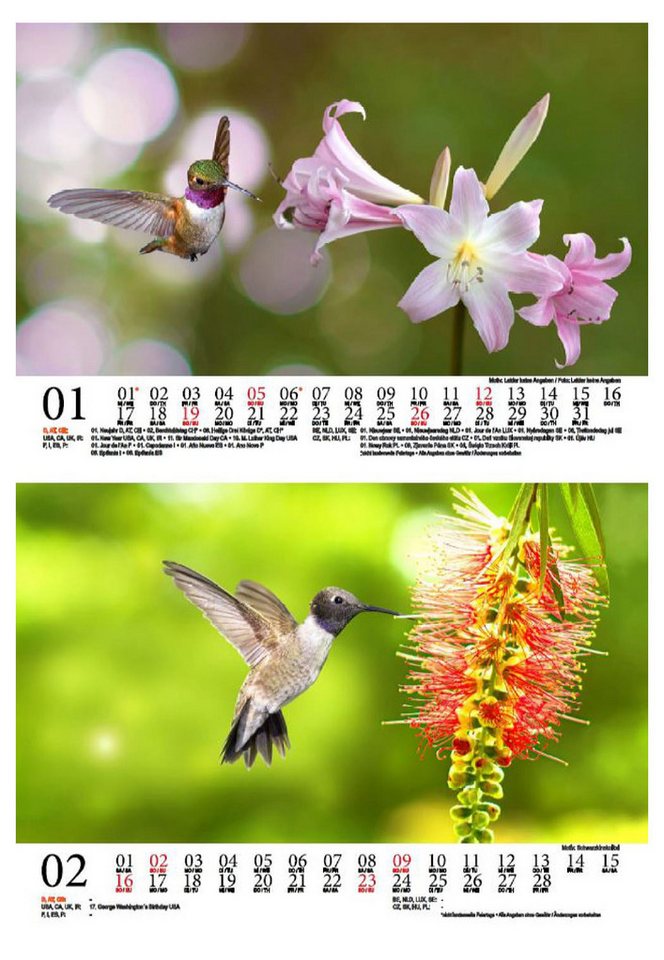 Thumbnail - Seelenzauber Tischkalender Kolibrizauber DIN A5 Kalender für 2025 Vogel