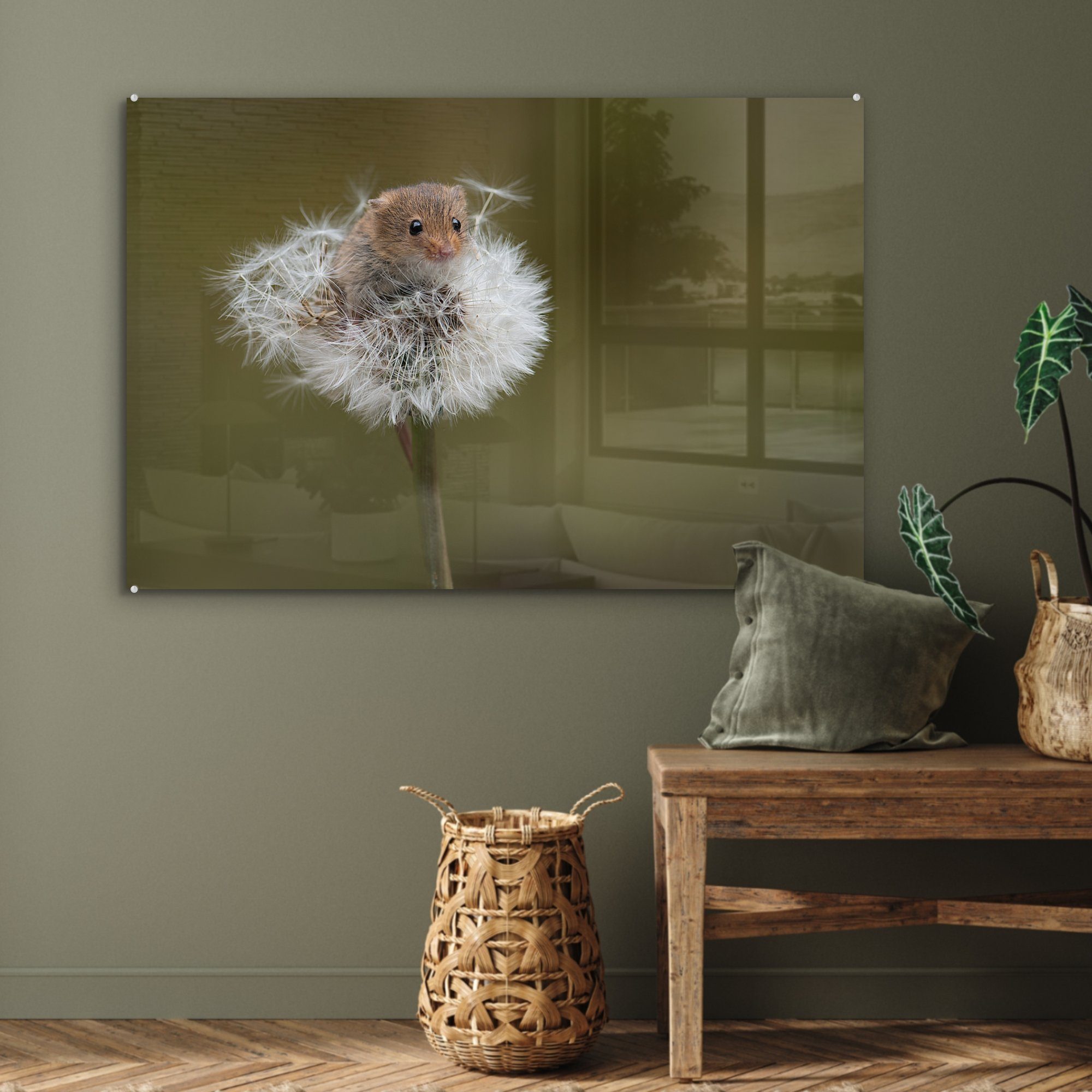 auf St), (1 & Wohnzimmer Neugierige Schlafzimmer Maus Acrylglasbilder Acrylglasbild Löwenzahn, einem MuchoWow