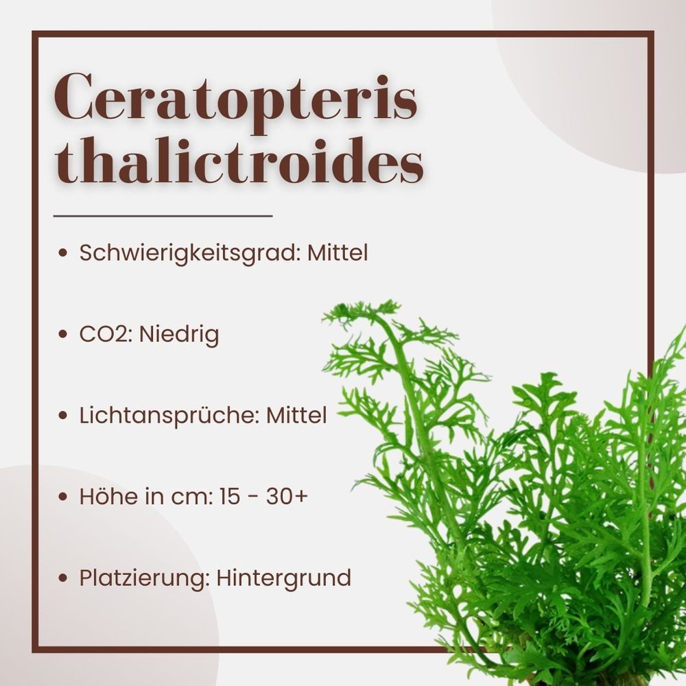 Aquaone Wasserpflanze Aquarium Pflanze Ceratopteris thalictroides Nr.305A
