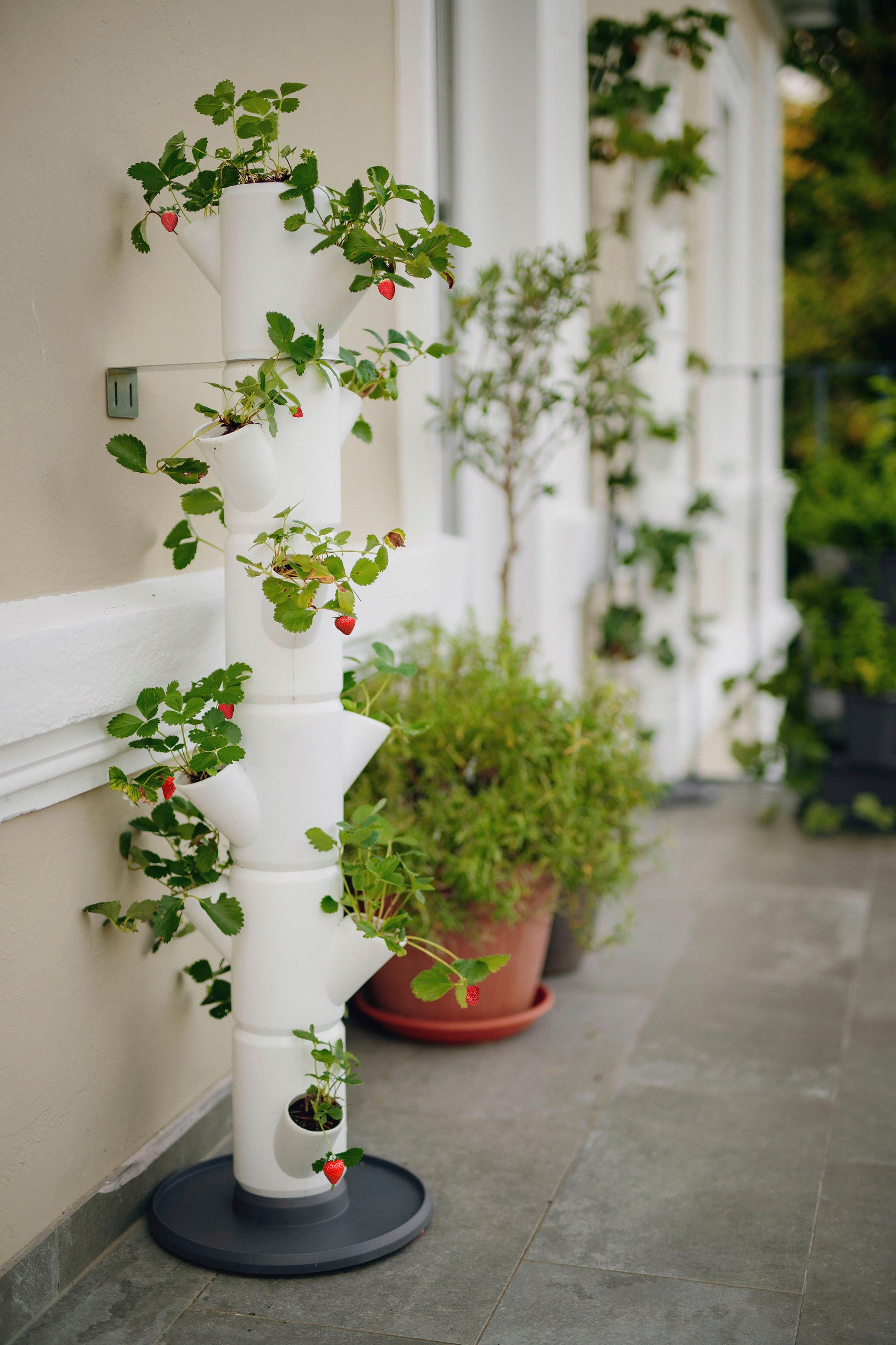 inkl. Etagen gemacht Pflanzkübel Untersetzer, 6 Garden SISSI weiß Gusta Erdbeerbaum, leicht STRAWBERRY anbauen Erdbeeren