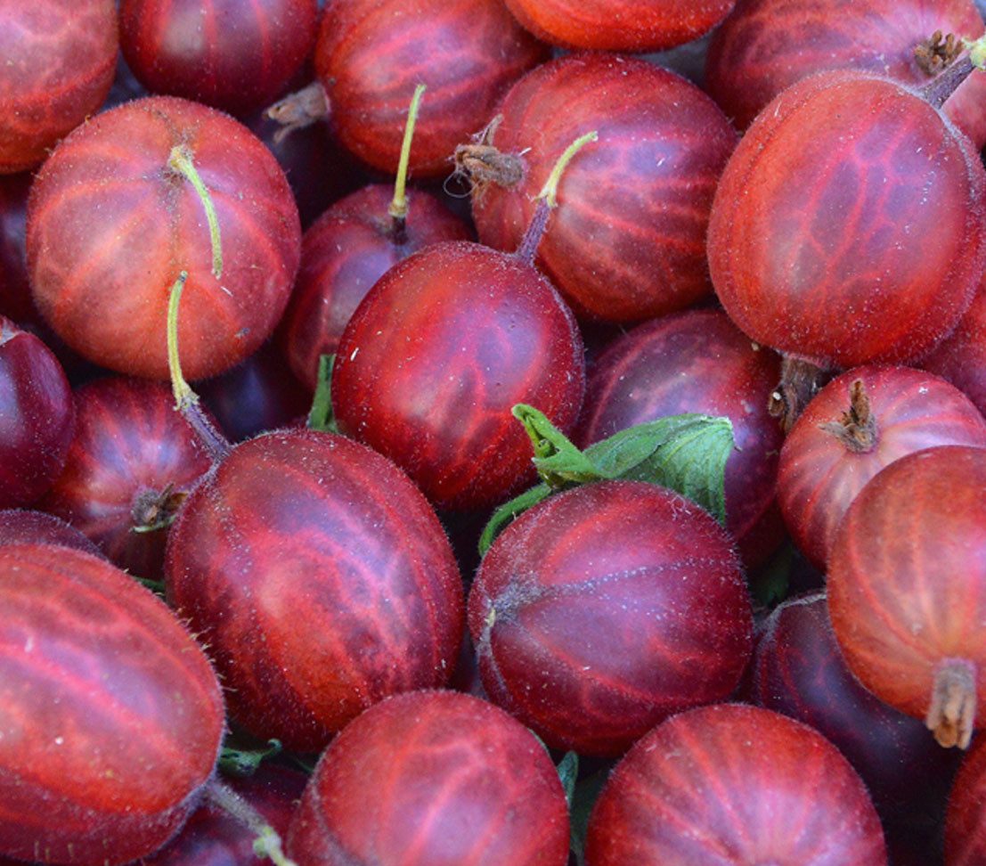 Dehner Obstpflanze Stachelbeere Hinnonmäki Busch, Ribes uva-crispa, rote Früchte, mehrjähriger Beerenstrauch, insektenfreundlich