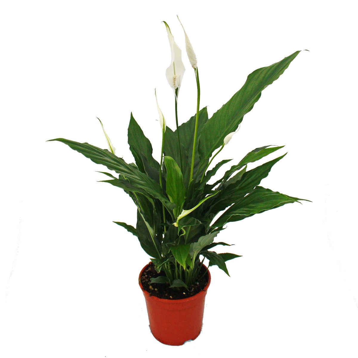 Exotenherz Zimmerpflanze Spathiphyllum, Einblatt, "Sweet Chico", 13cm Topf günstig online kaufen