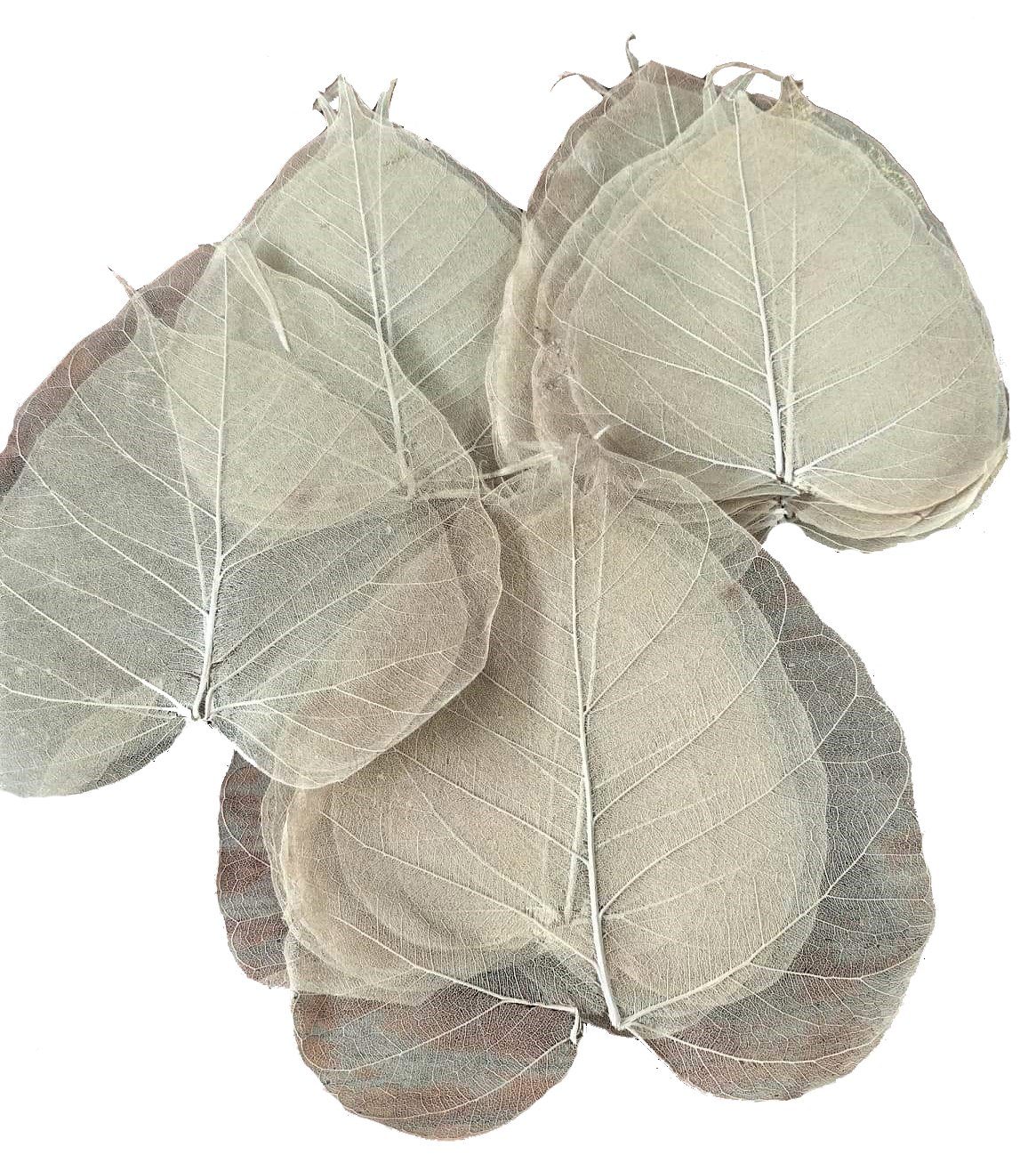 Trockenblume Skelettblätter natur, vom echten Buddhabaum, günstig online kaufen