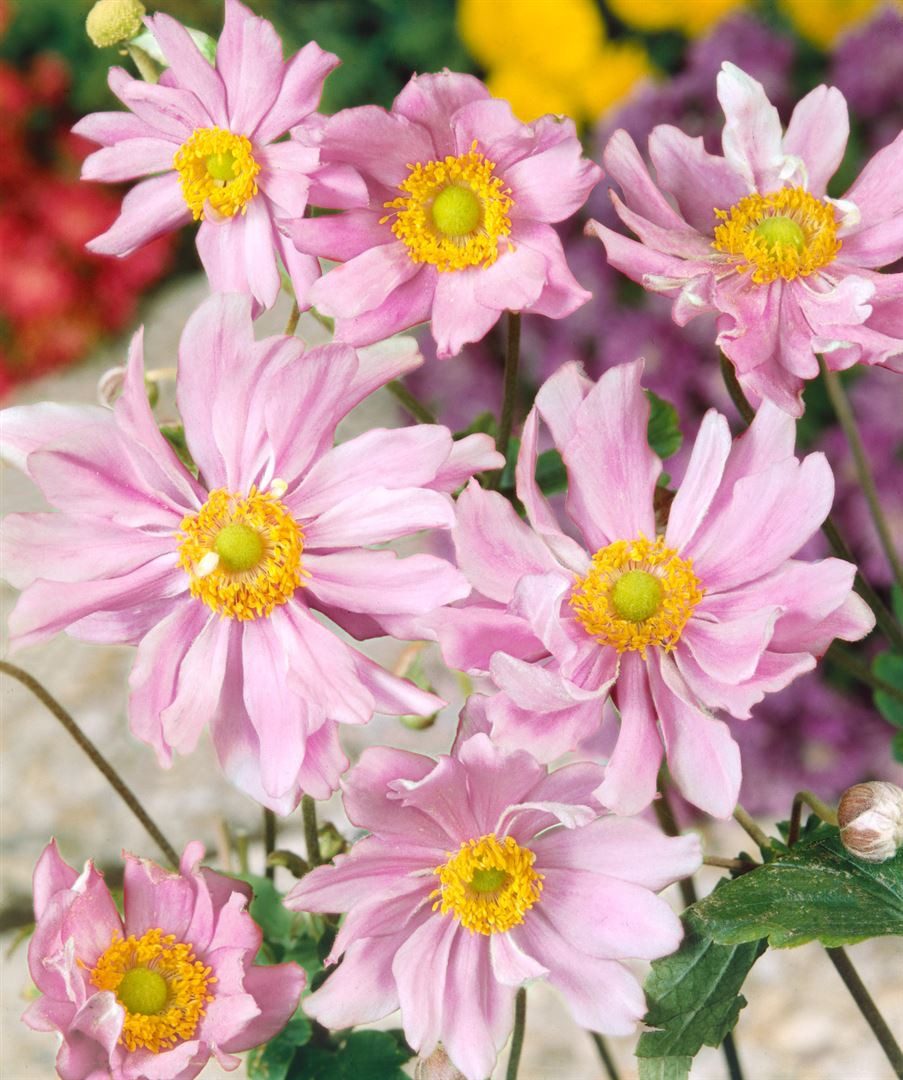 Pflanzen für Dich Staude Anemone japonica 'Mont Rose', 1 St., Herbst-Anemone, Japanische Anemone