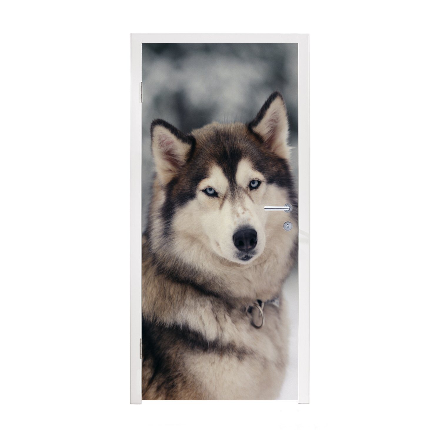 MuchoWow Türtapete Porträt Matt, eines bedruckt, für St), Fototapete Türaufkleber, cm (1 Tür, 75x205 Huskys