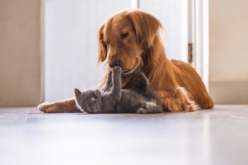 K-Pro Zeckenpinzette - Pinzette zum Zecken entfernen für Hunde, Katzen, Menschen