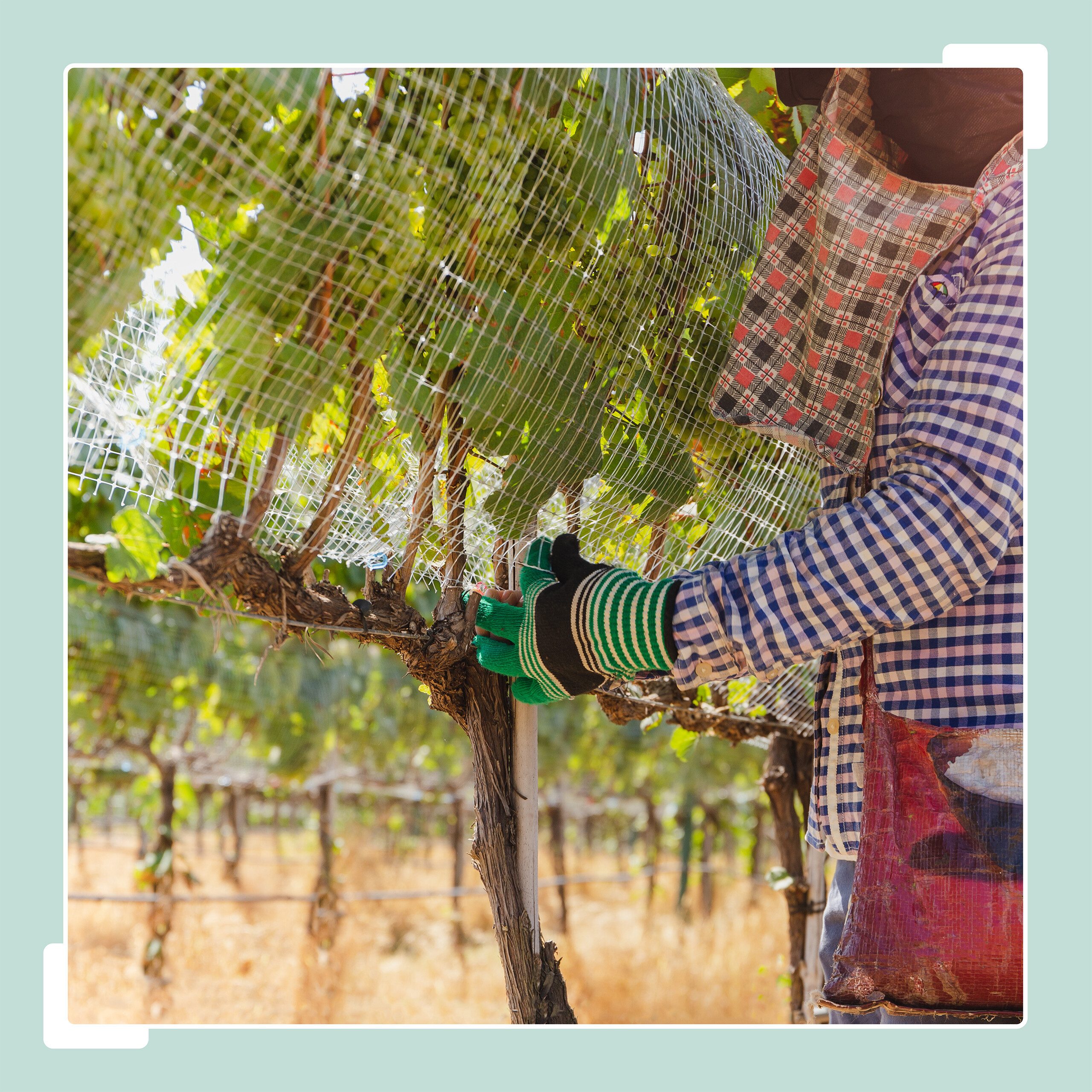 relaxdays Volierendraht 6,3 x 6,3 mm, (mit Drahtzange), 2,1 m x 1,1 m