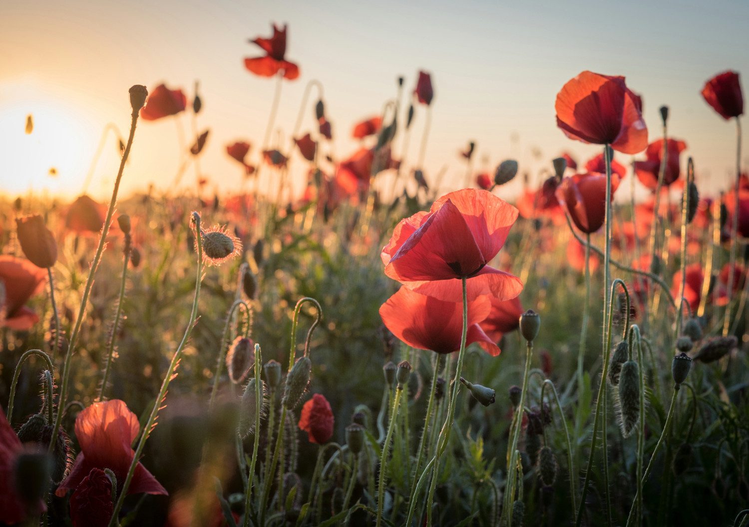queence XXL-Wandbild Akustikbild Mohn Mohnfeld bei Sonnenaufgang, Bilder vom Sonnenuntergang & -aufgang, Blumen, Blumenbilder, Blumenwiese, Felder, Natur, Pflanzen, Pflanzenbilder (1 St), Einfache Akustiklösung ohne Baumaßnahme, Schalldämmung, Paneele