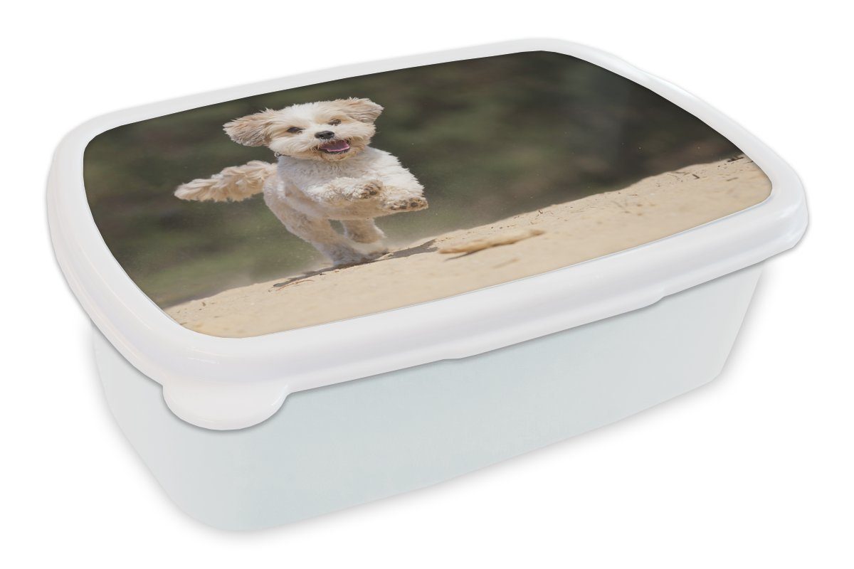 MuchoWow Lunchbox Ein Shih Tzu Hund hüpft durch den gelben Sand, Kunststoff, (2-tlg), Brotbox für Kinder und Erwachsene, Brotdose, für Jungs und Mädchen weiß