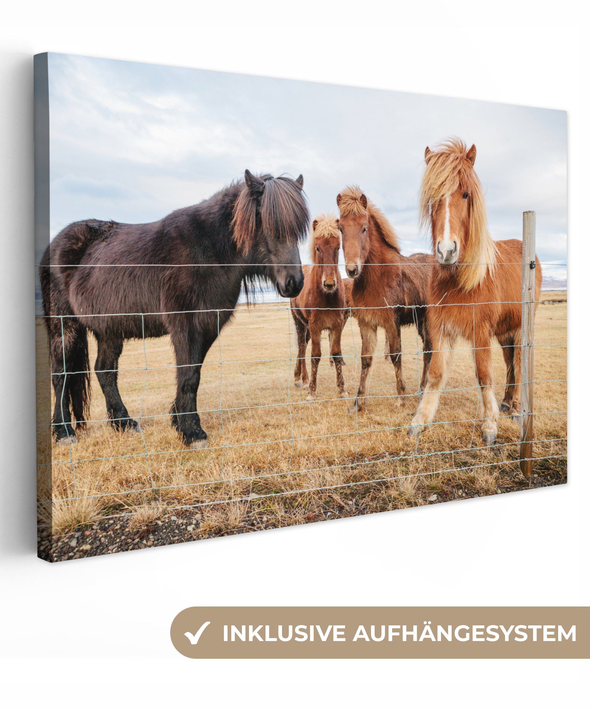 OneMillionCanvasses® Leinwandbild Isländische Ponys hinter einem Zaun, (1 St), Wandbild Leinwandbilder, Aufhängefertig, Wanddeko, 30x20 cm