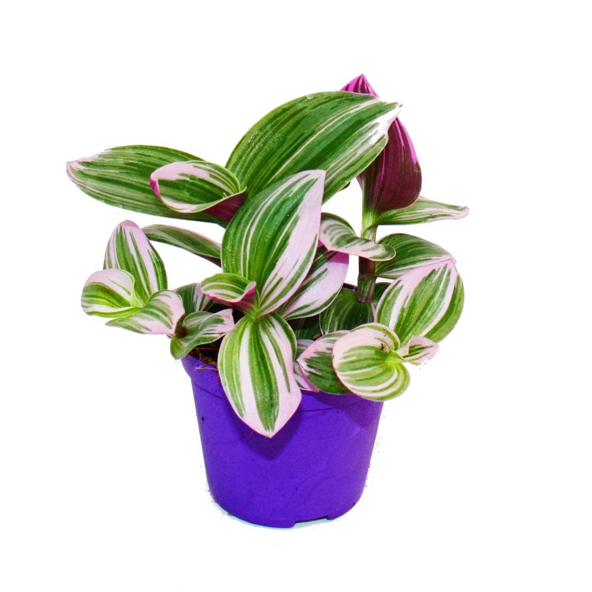 Exotenherz Zimmerpflanze Dreimasterblume Tradescantia Nanouk hängende Zimmerpflanze 9cm pink