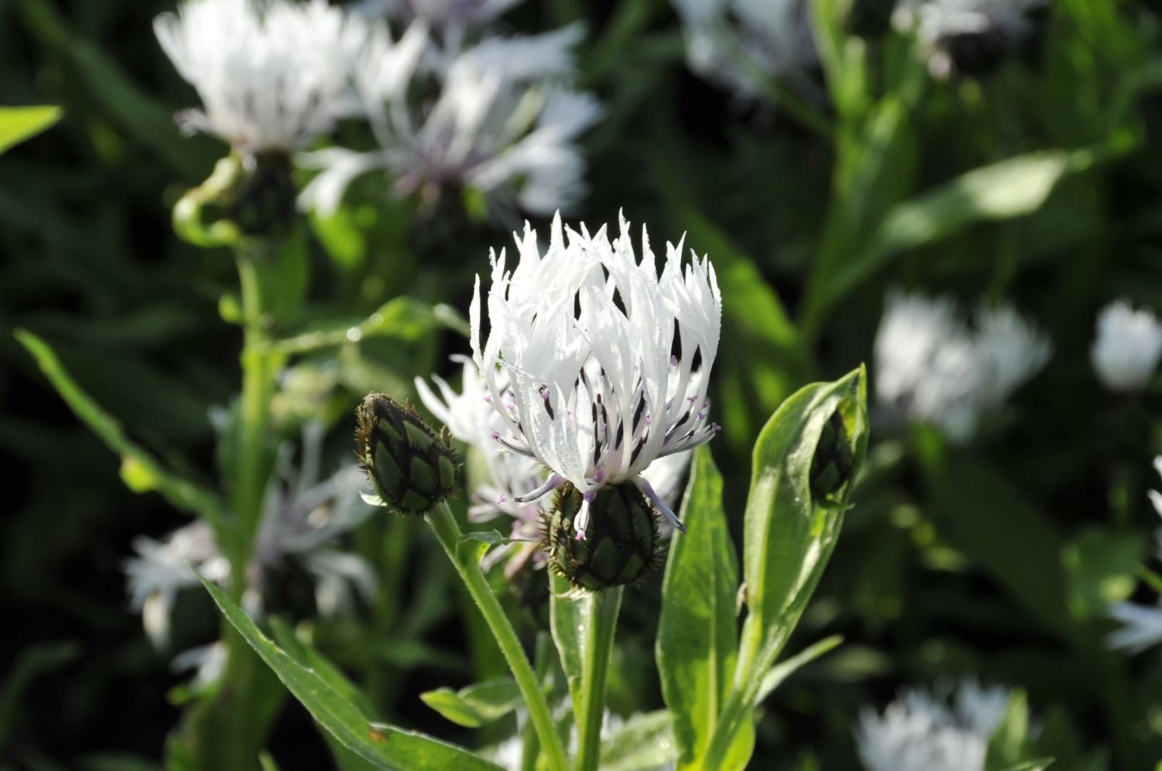 Pflanzen für Dich Staude Centaurea montana Alba, 1 St., Berg-Flockenblume, Weiße Berg-Flockenblume