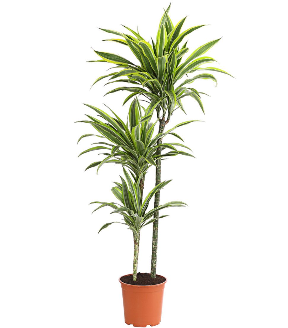 Dehner Zimmerpflanze Drachenbaum Lemon Lime, mehrtriebig, Zimmerpflanze