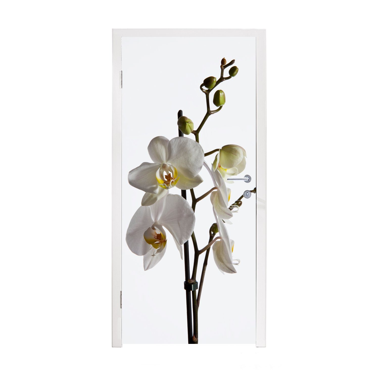 MuchoWow Türtapete Weiße Mottenorchidee, Matt, bedruckt, (1 St), Fototapete für Tür, Türaufkleber, 75x205 cm