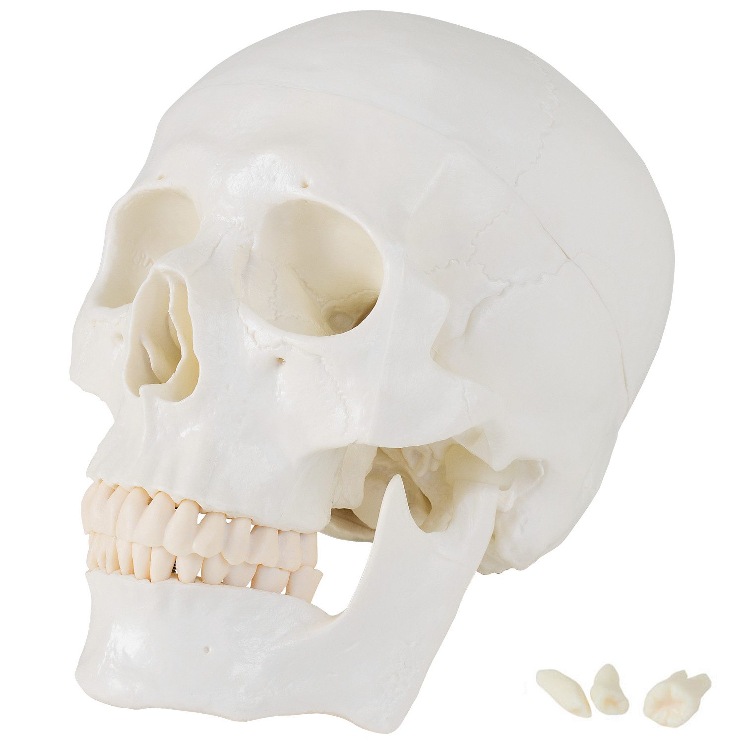 MedMod Dekoobjekt Schädel Anatomie Modell Skelett Lebensgroß Schädelmodell Kopf