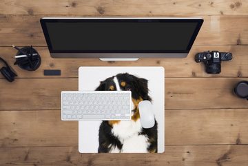 MuchoWow Gaming Mauspad Porträtfoto eines Berner Sennenhundes (1-St), Mousepad mit Rutschfester Unterseite, Gaming, 40x40 cm, XXL, Großes