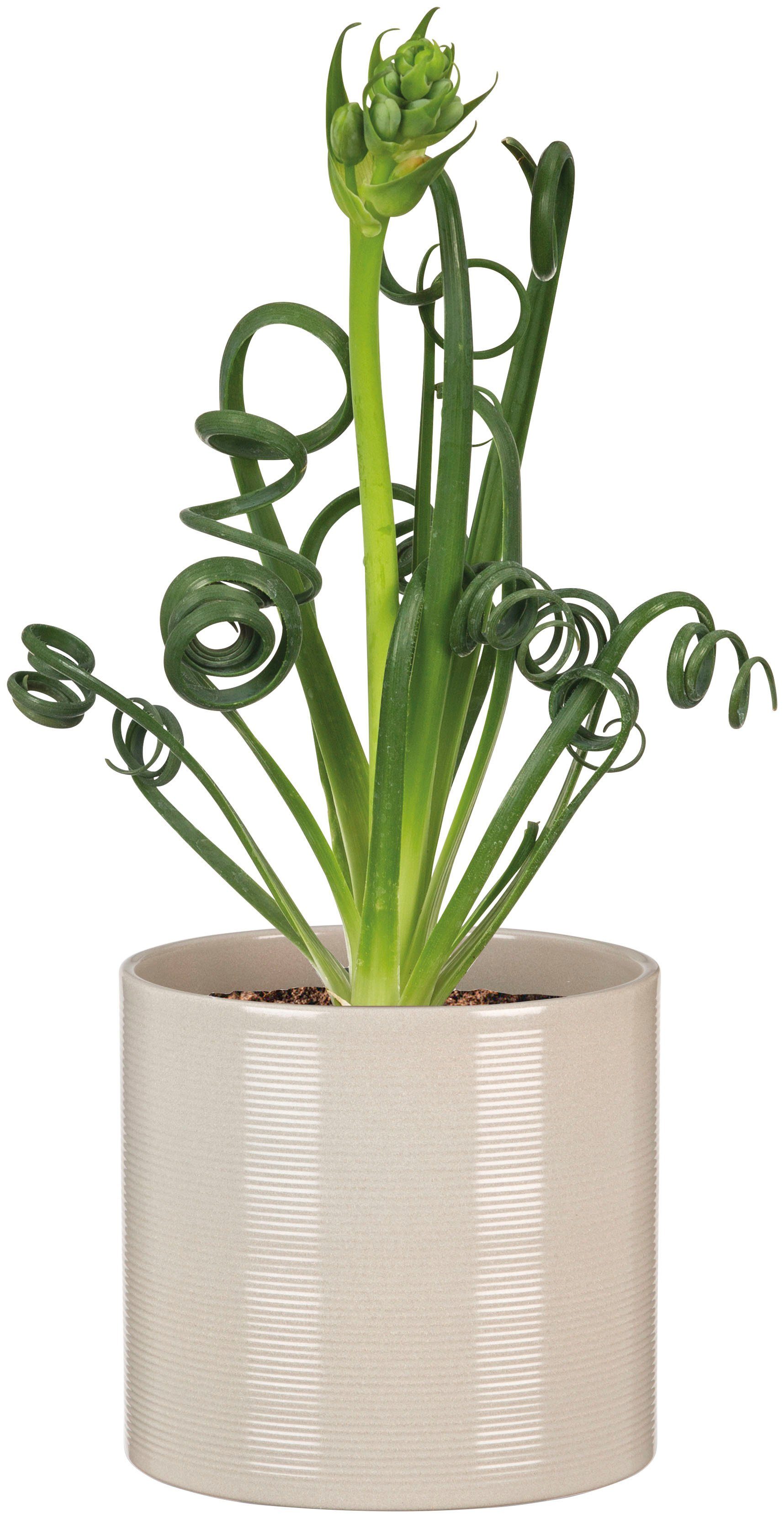 Scheurich Blumentopf 28/828 günstig online kaufen