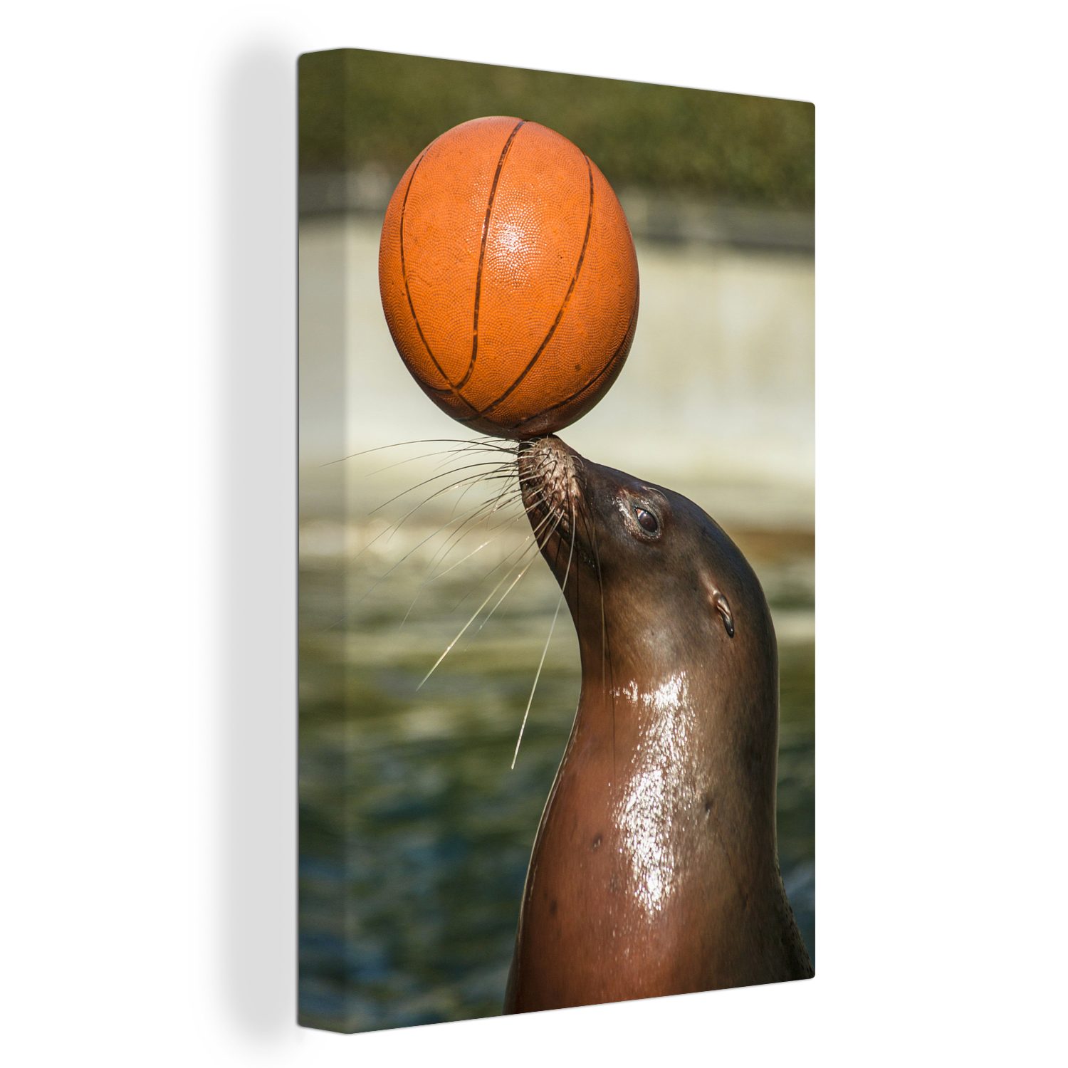 OneMillionCanvasses® Leinwandbild Seelöwe mit Basketball auf der Schnauze, (1 St), Leinwandbild fertig bespannt inkl. Zackenaufhänger, Gemälde, 20x30 cm
