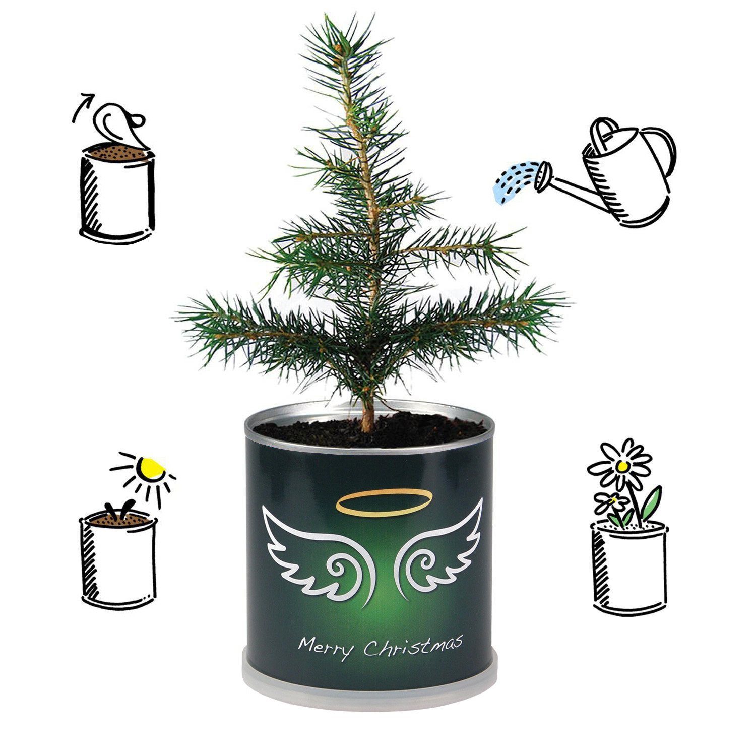 Geschenk MacFlowers® in Engelsflügel zu der - Dose- Weihnachten Anzuchttopf Weihnachtsbaum