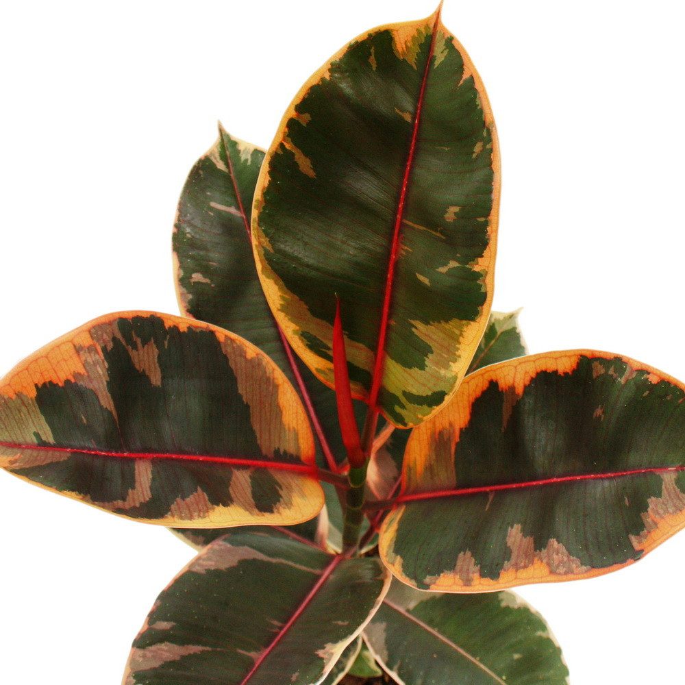 Exotenherz Zimmerpflanze Rotbunter Gummibaum - Ficus elastica "Belize" - 17 günstig online kaufen