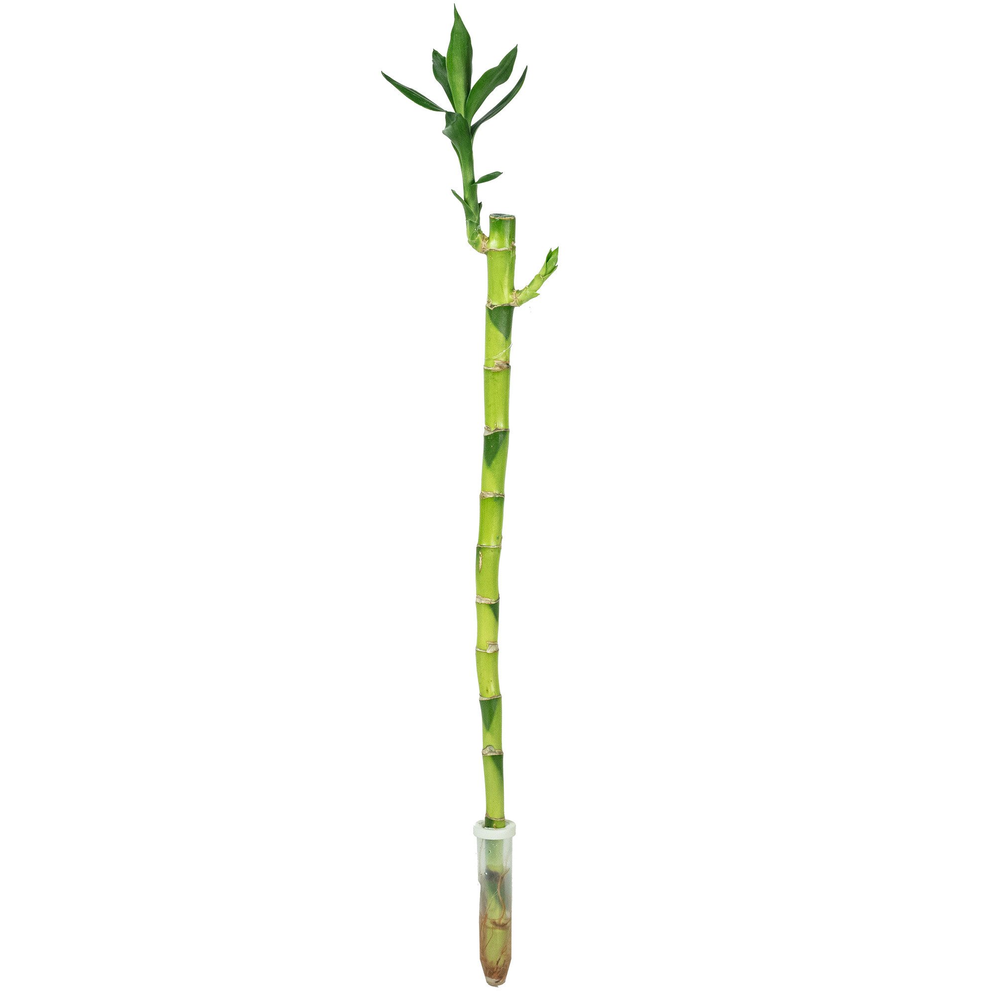 Flowerbox Zimmerpflanze Glücksbambus "Lucky Bamboo" gerader Stengel, im Röhrchen, pflegeleicht - Höhe ca. 50 cm - im Röhrchen