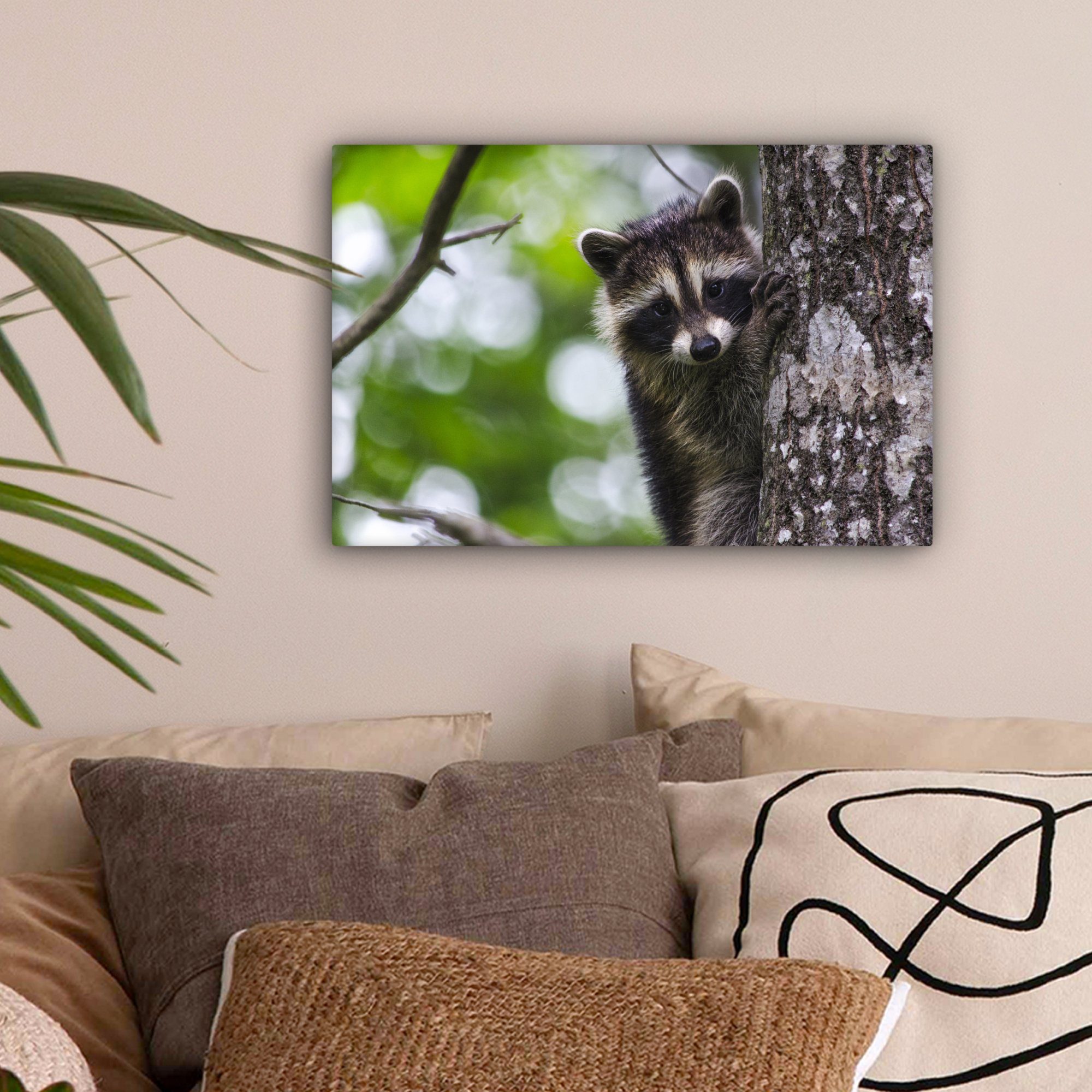 - OneMillionCanvasses® Baum, Wandbild Leinwandbild 30x20 Waschbär - Baby cm St), Aufhängefertig, Leinwandbilder, (1 Wanddeko,