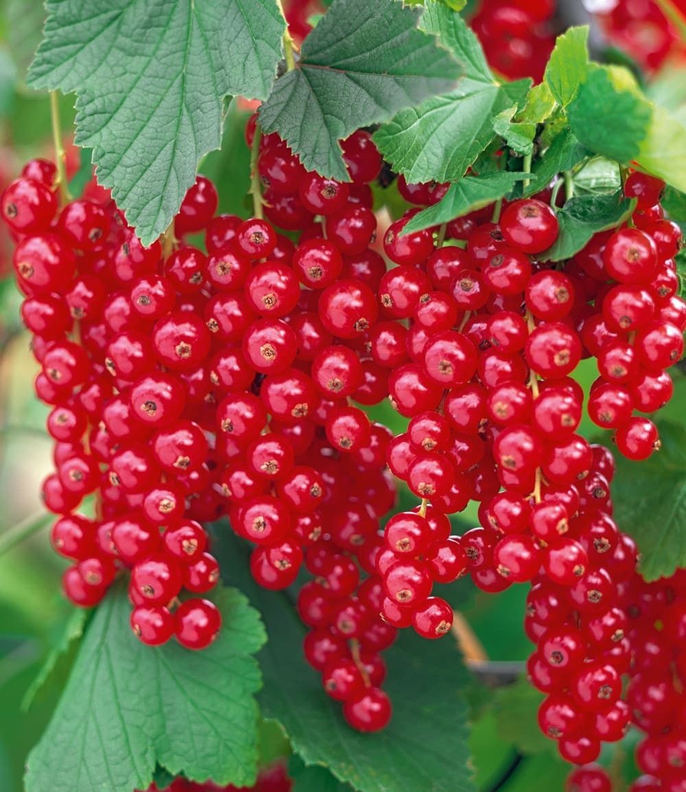 BALDUR Garten Obstpflanze Johannisbeere 'Rote Rovada®', 1 St., Selbstbefruchtend, winterhart, essbar, pflegeleicht