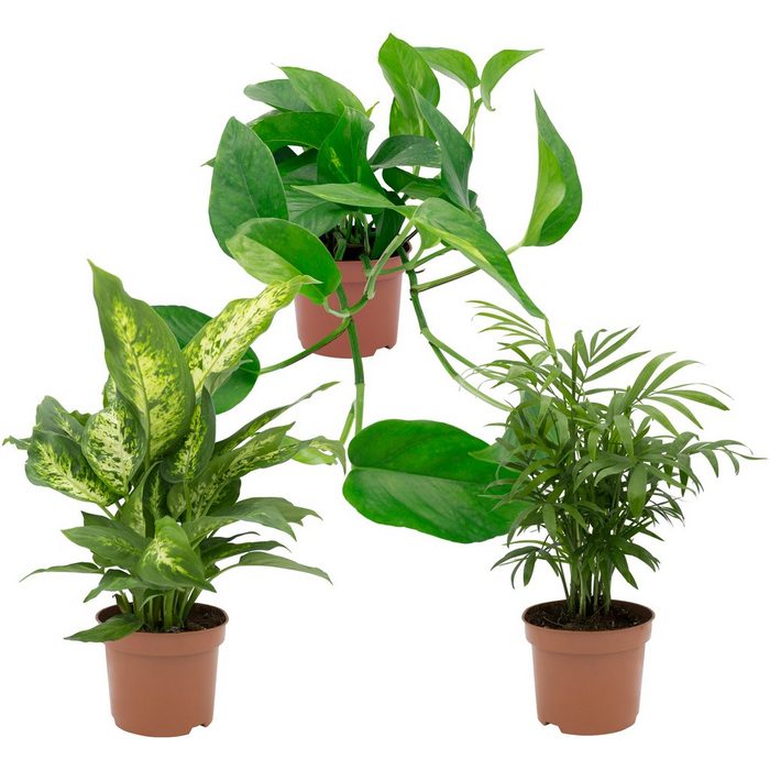 Dominik Zimmerpflanze Grünpflanzen-Set Höhe: 30 cm 3 Pflanzen