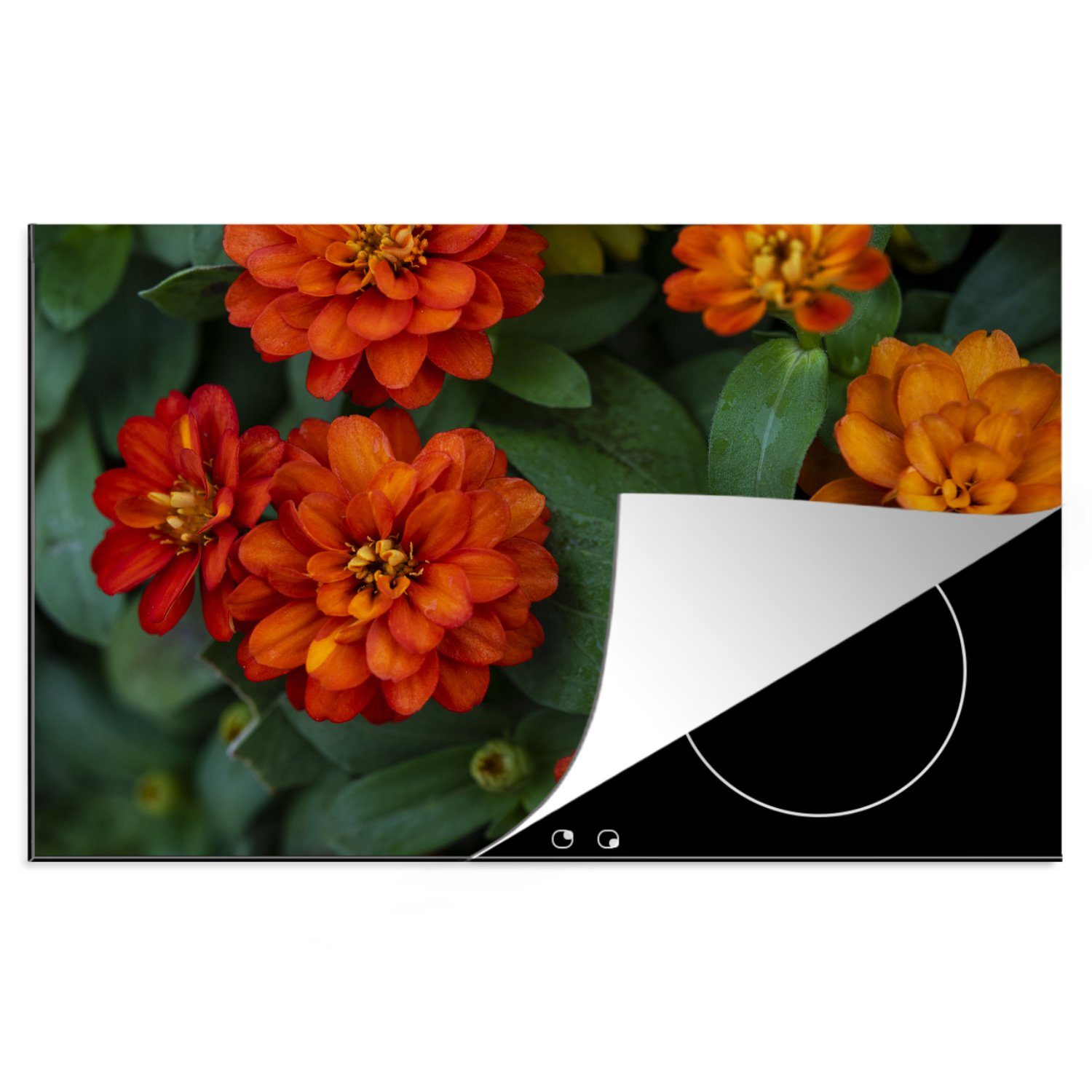 MuchoWow Herdblende-/Abdeckplatte Orangefarbene Zinnienblüten, Vinyl, (1 tlg), 81x52 cm, Induktionskochfeld Schutz für die küche, Ceranfeldabdeckung