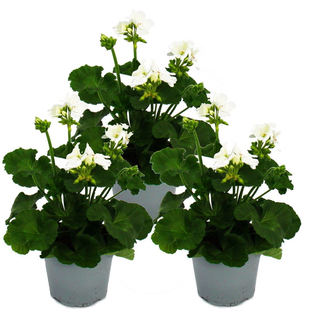 Exotenherz Beetpflanze Geranien stehend Pelargonium zonale versch. Farben12cm Topf 3er Set