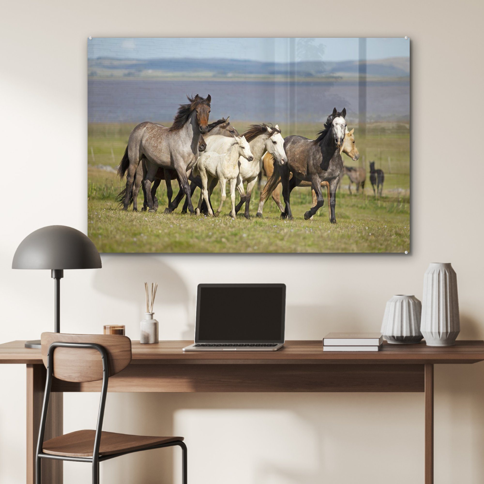 - Acrylglasbilder Gras, Acrylglasbild Criollo - Herde (1 Pferde - Schlafzimmer & St), MuchoWow Wohnzimmer