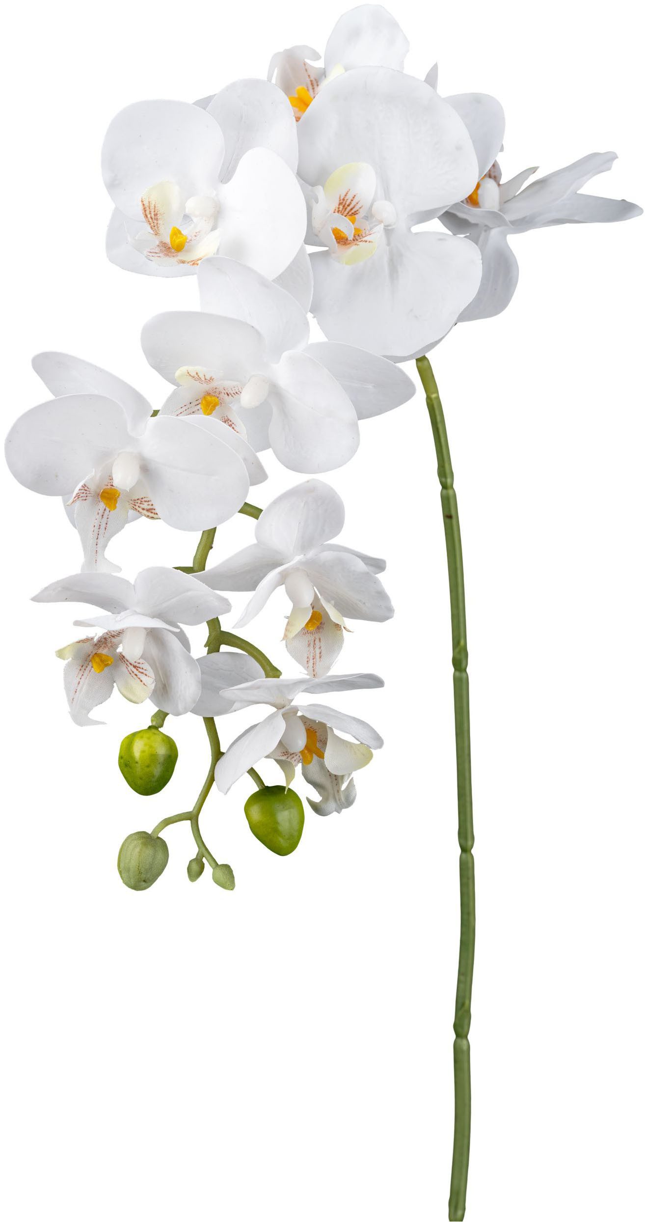 Kunstorchidee Orchidee Phalaenopsis Orchidee, Creativ green, günstig online kaufen